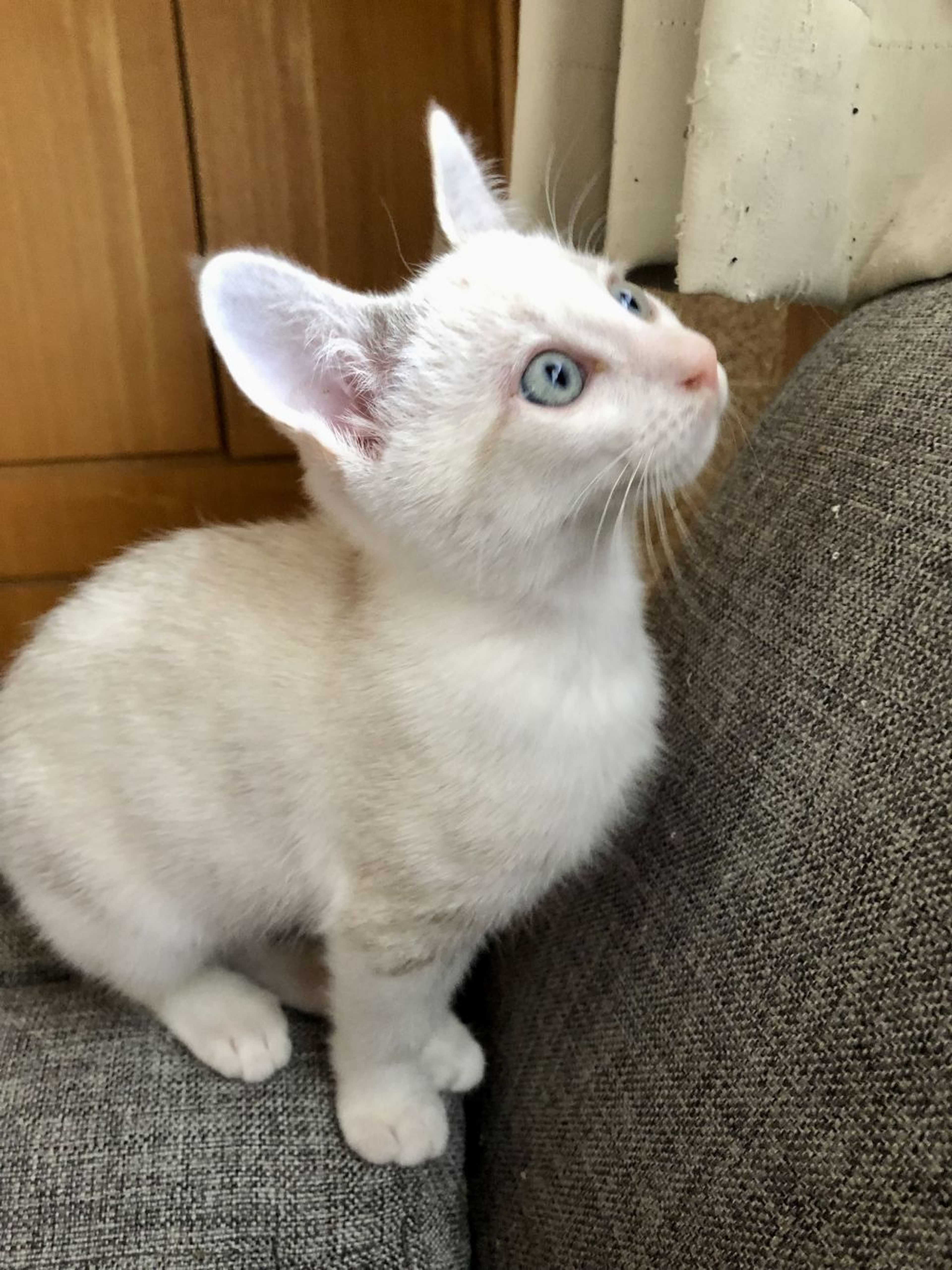 pet-image-4
