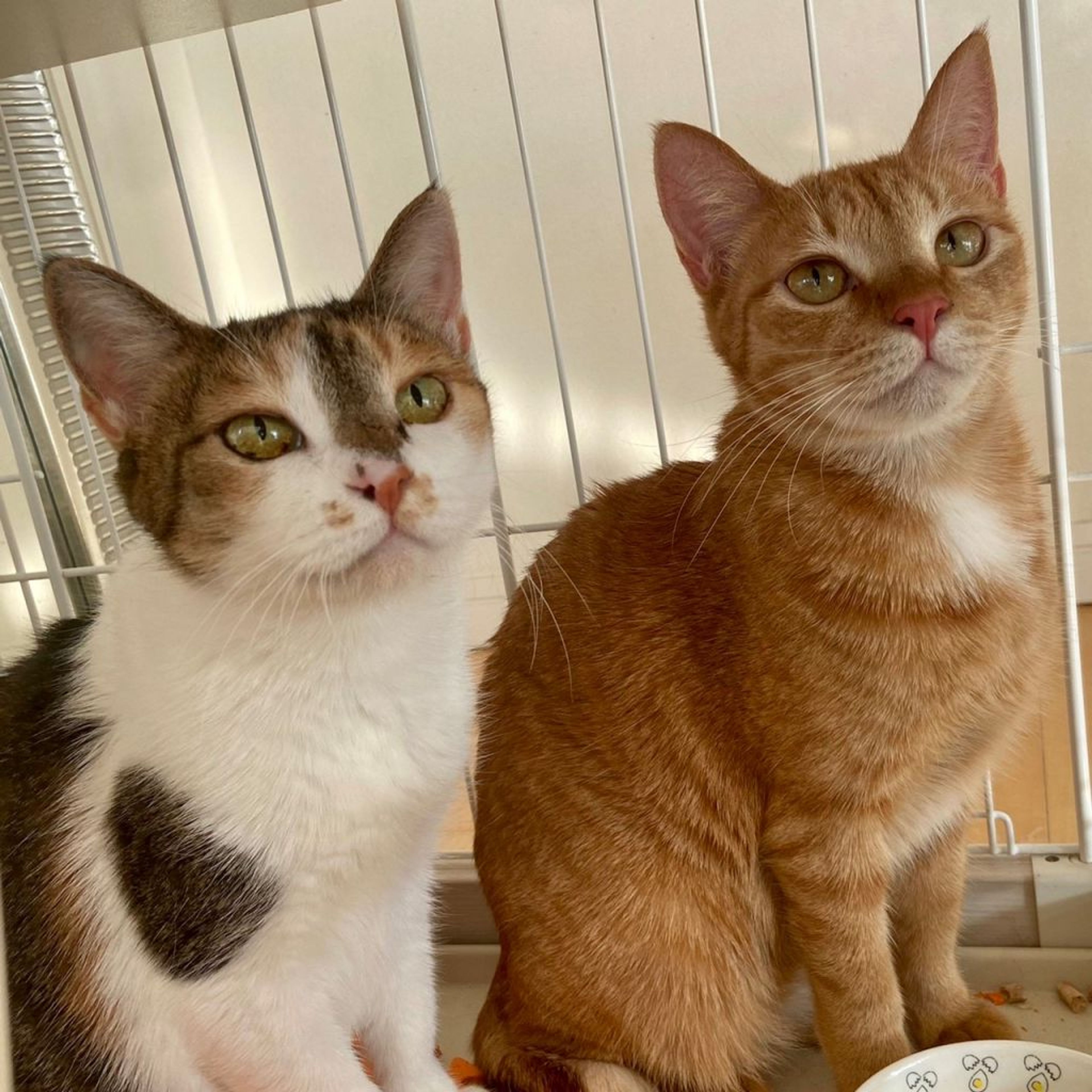 pet-image-4