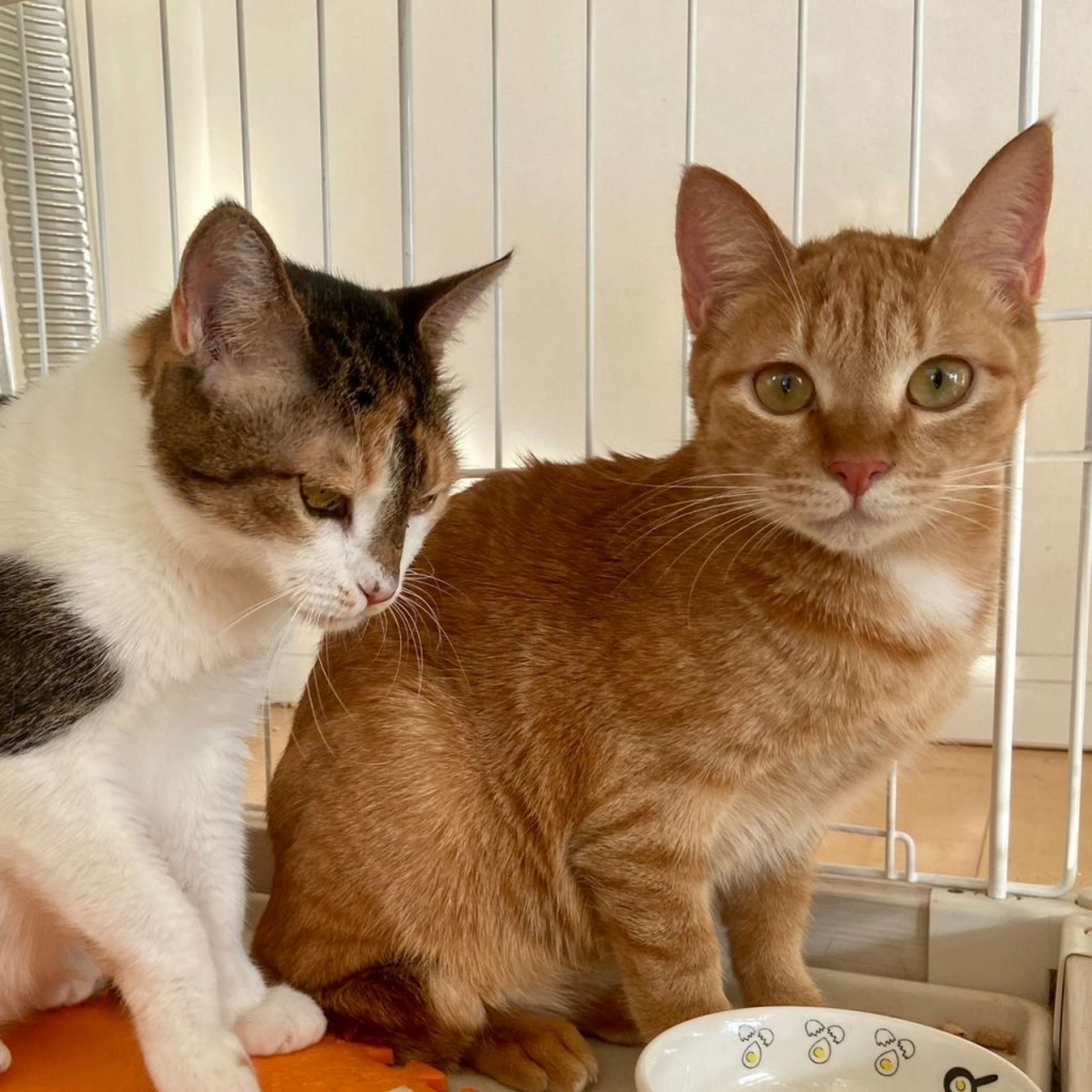 pet-image-6