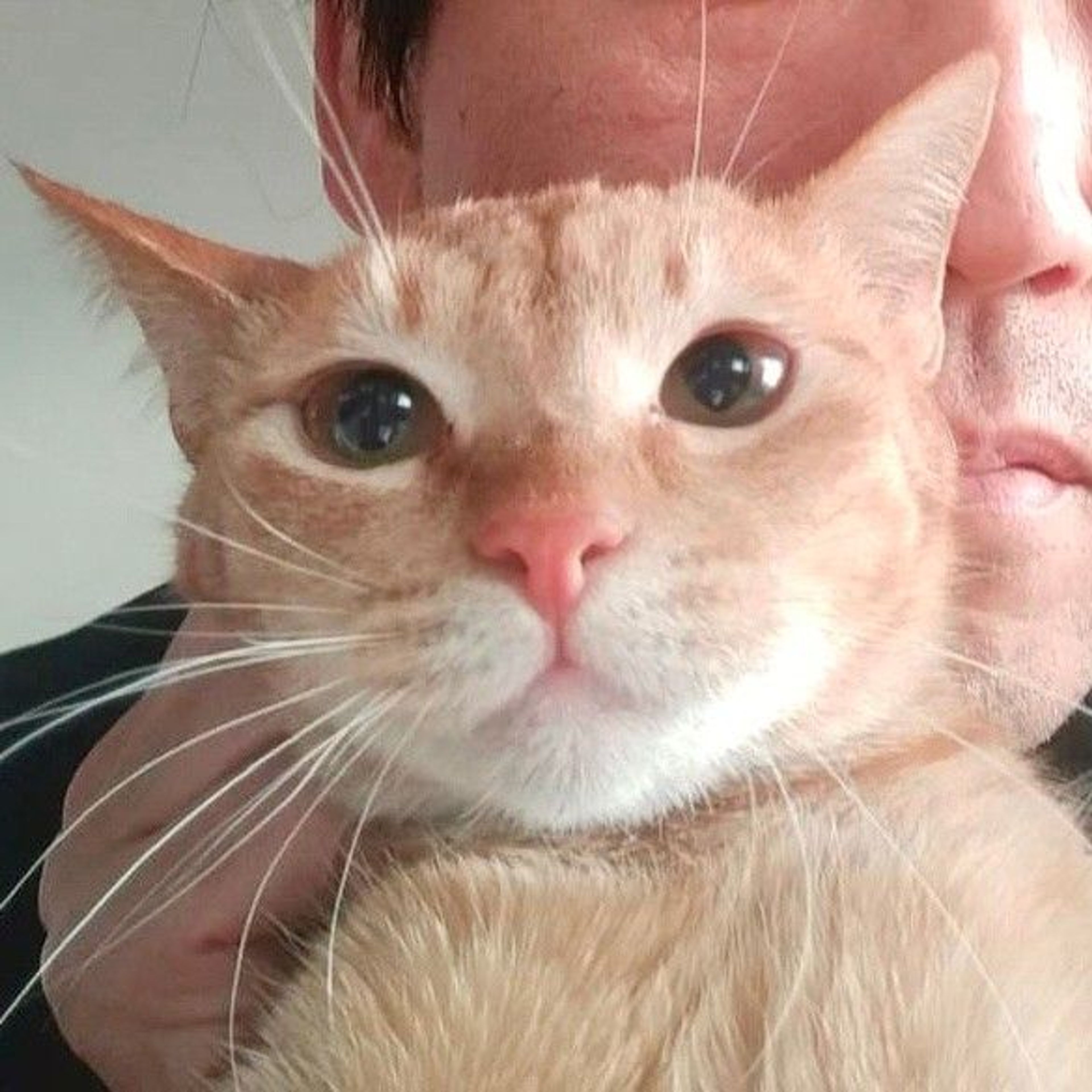 雑種（ミックス猫）・メスの里親募集の写真