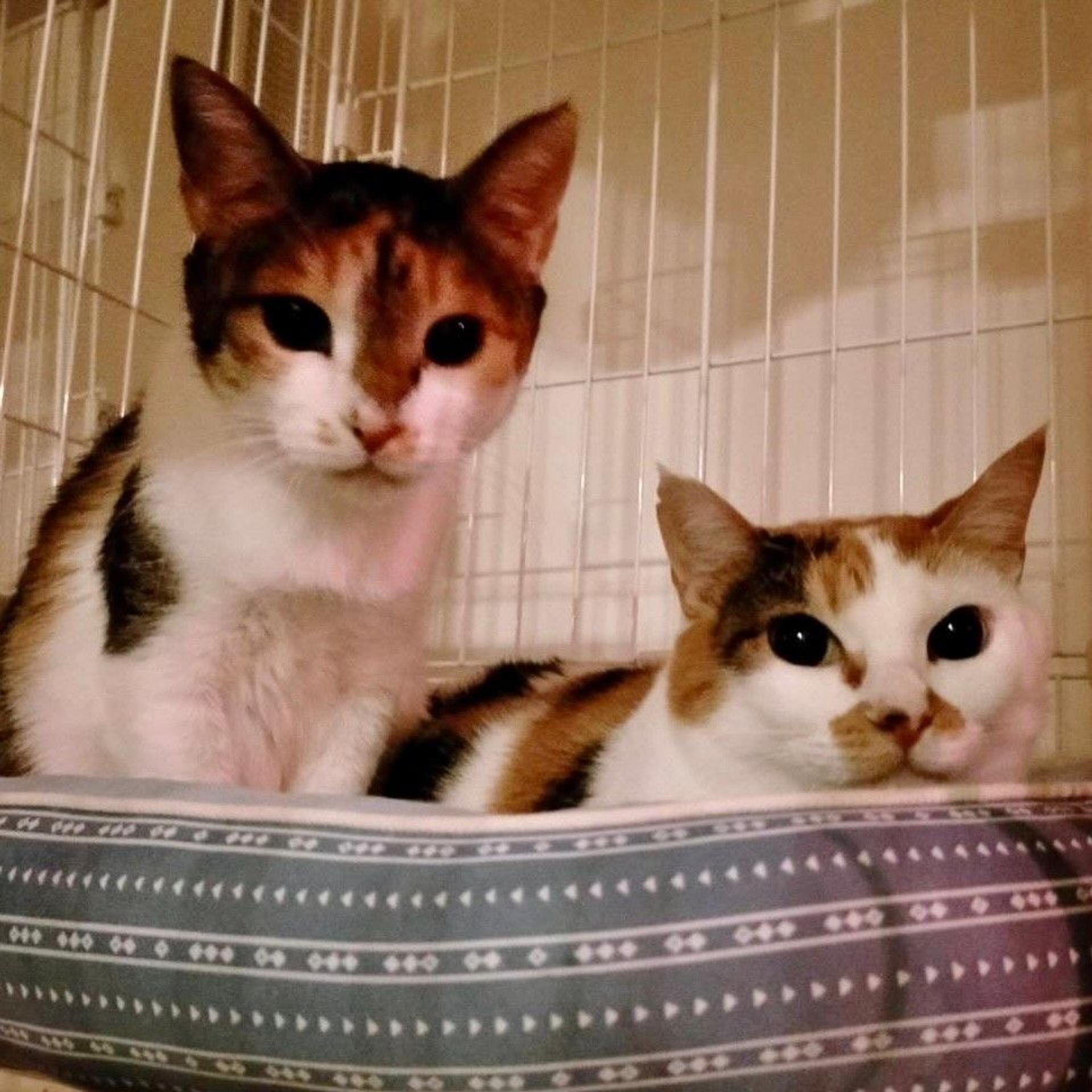 pet-image-3