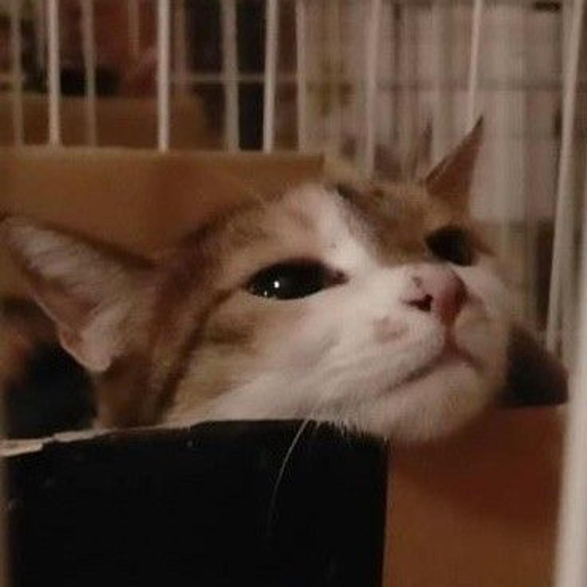 pet-image-5
