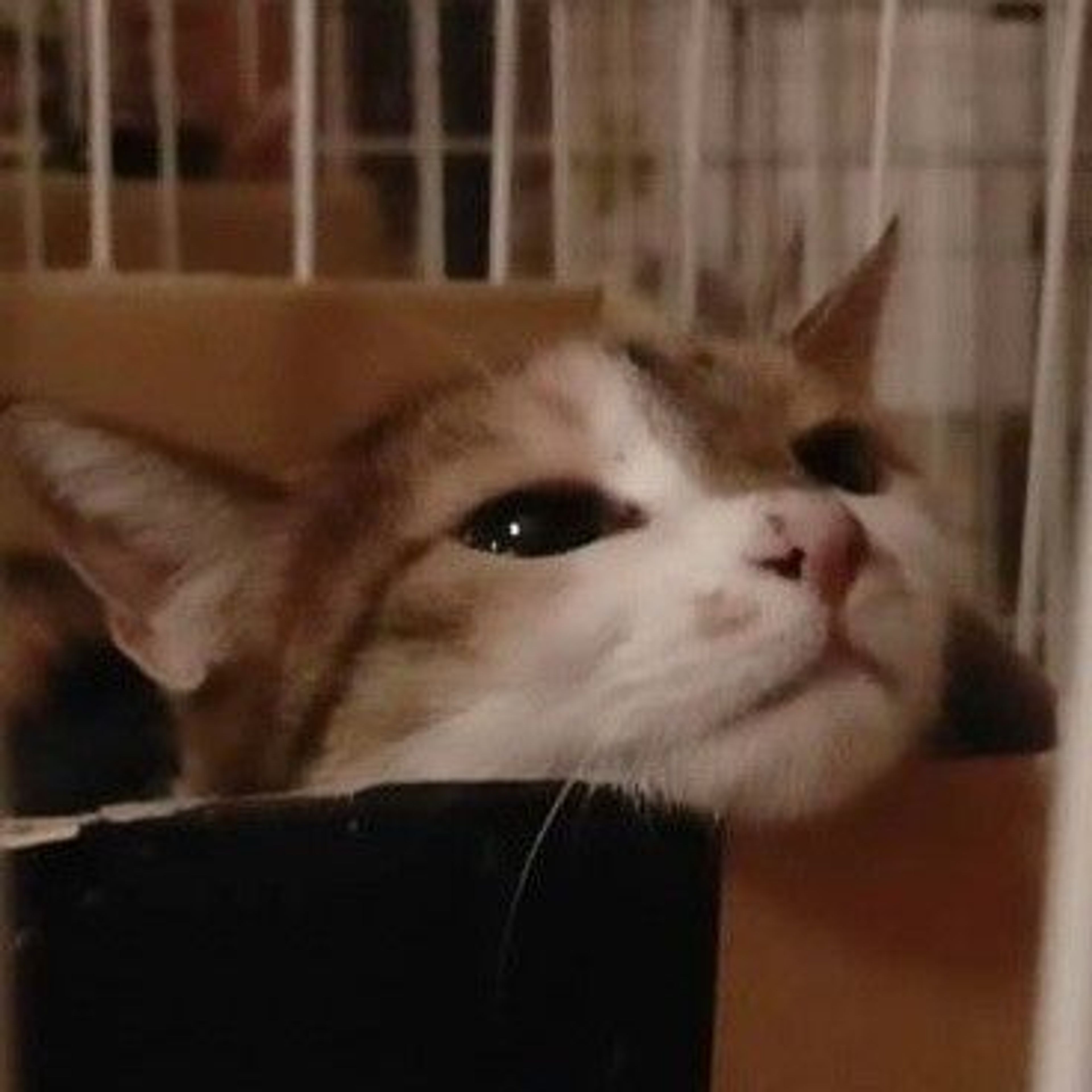 pet-image-5