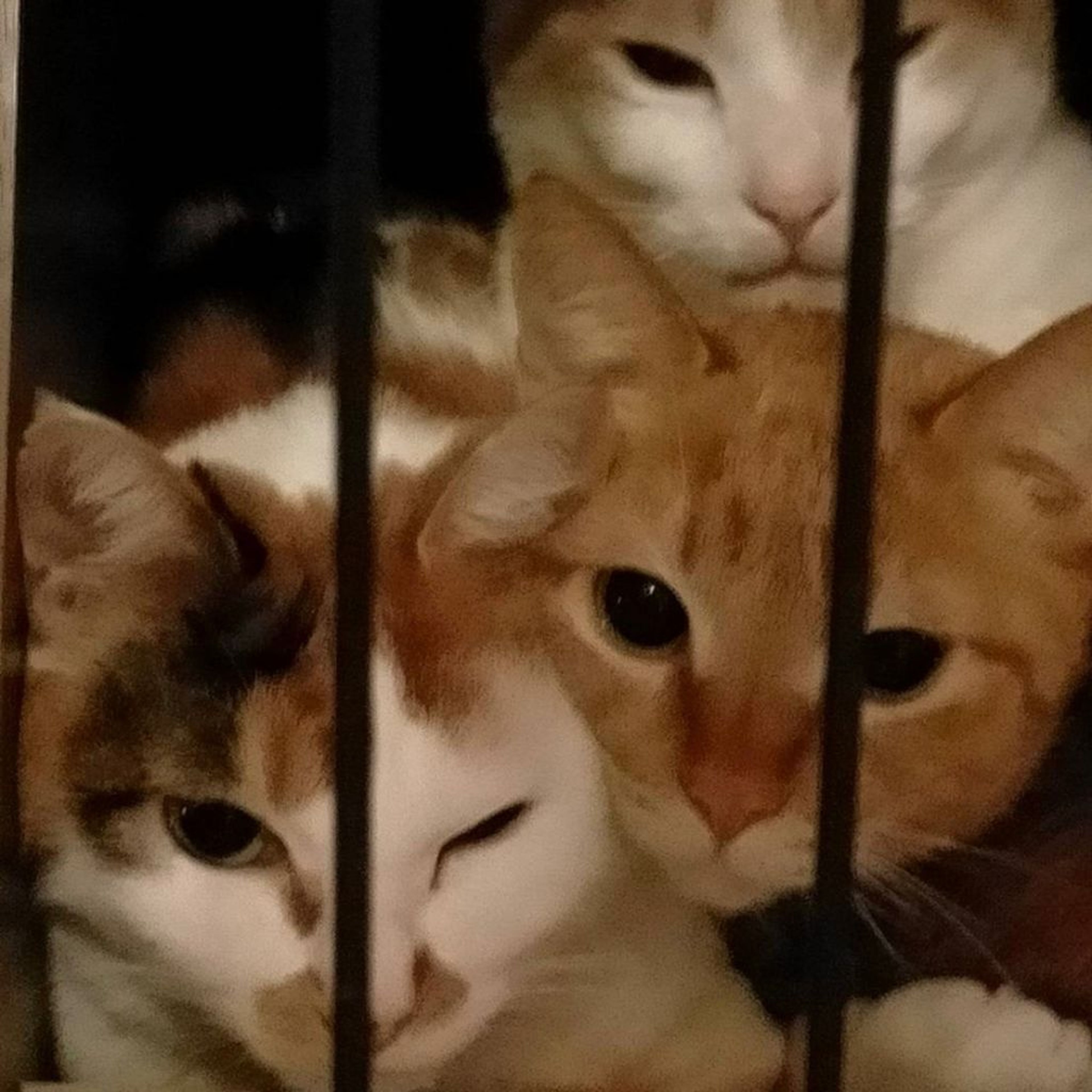 pet-image-7