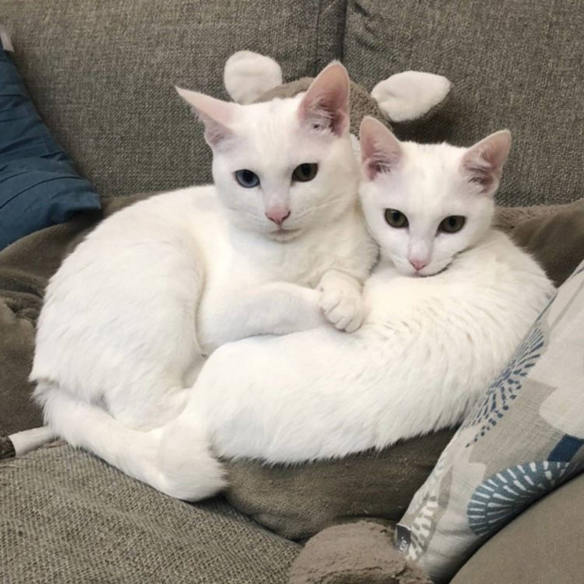 雑種（ミックス猫）・メスの里親募集の写真
