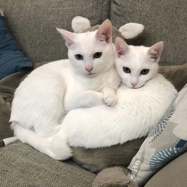 リン♂&ラン♀の写真