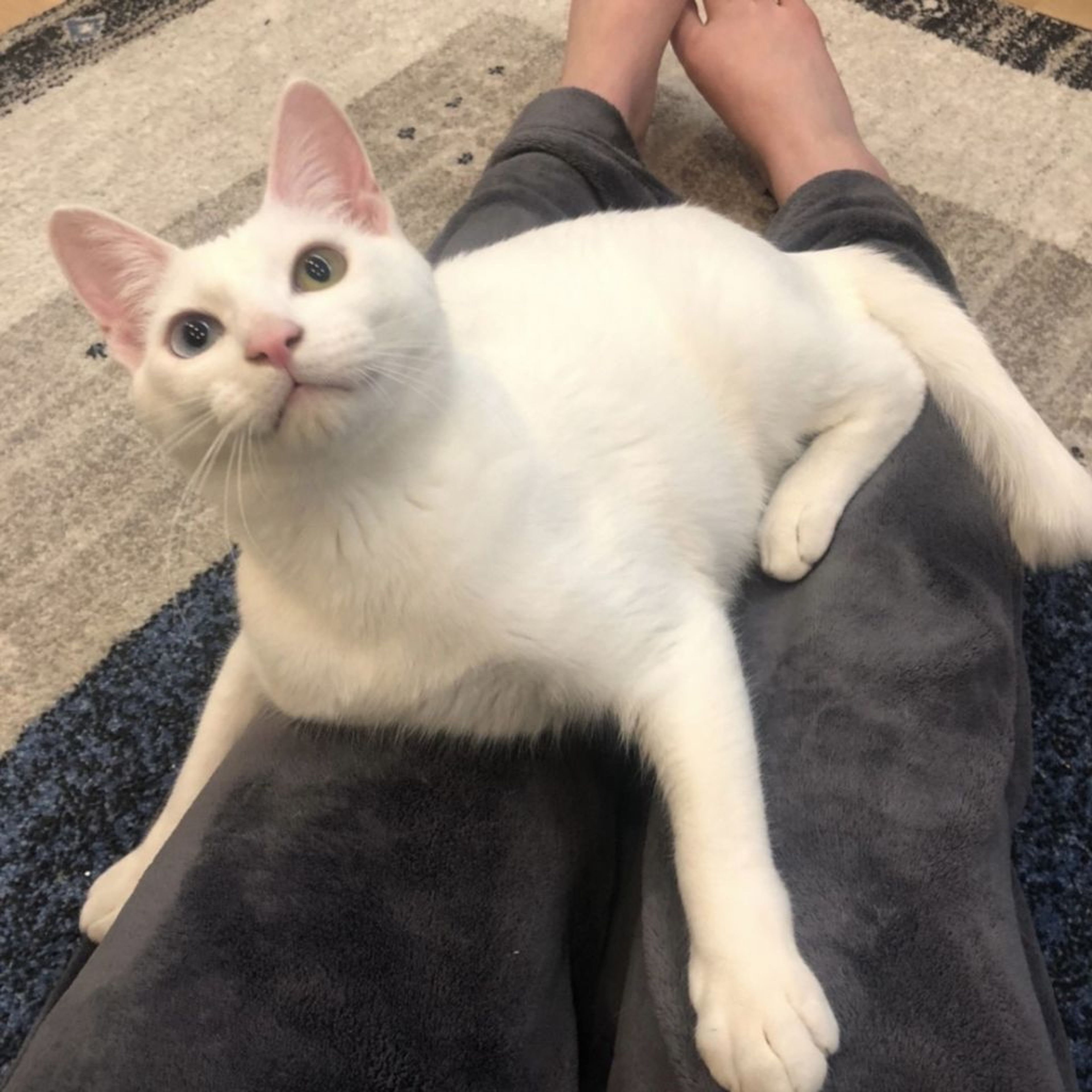 pet-image-3