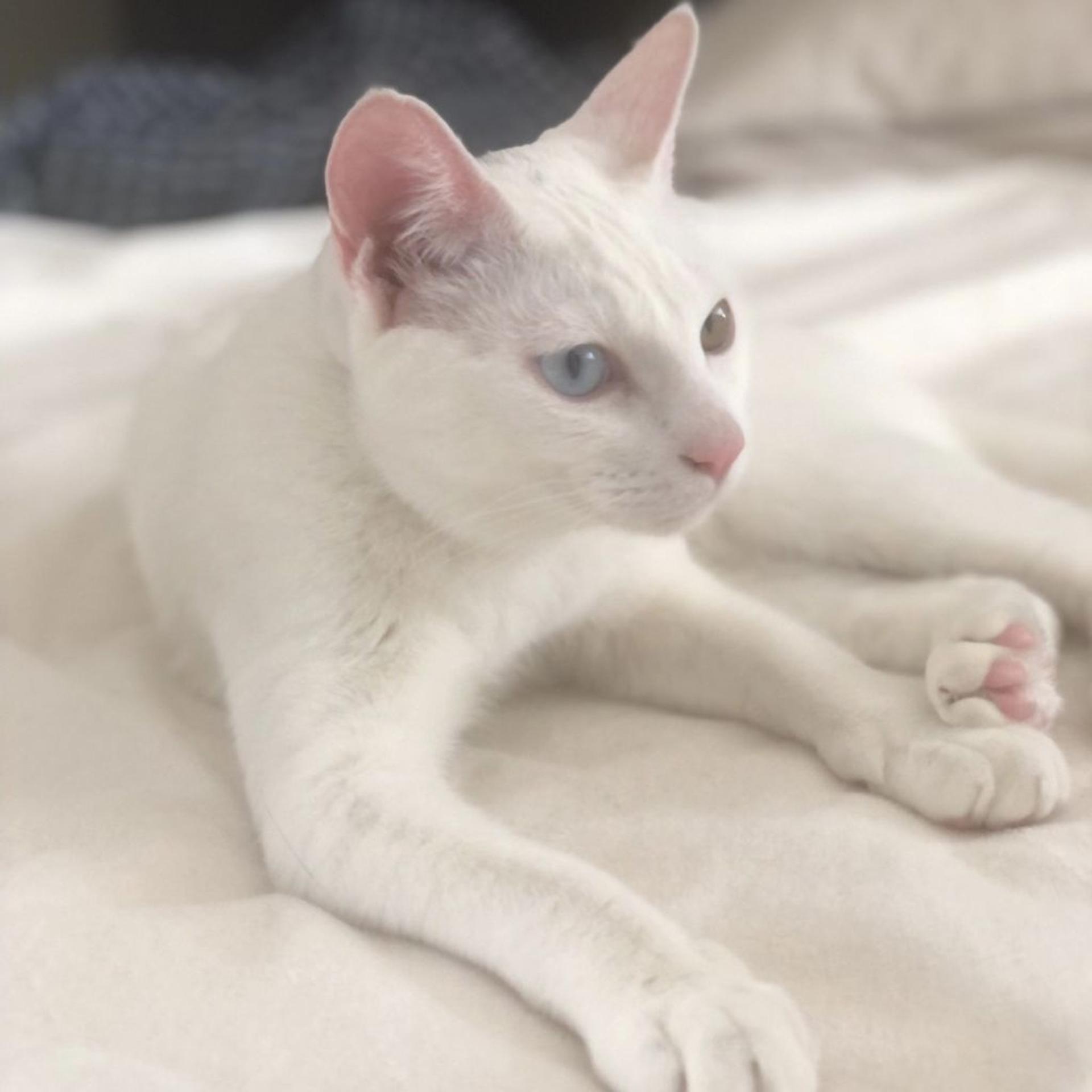pet-image-4