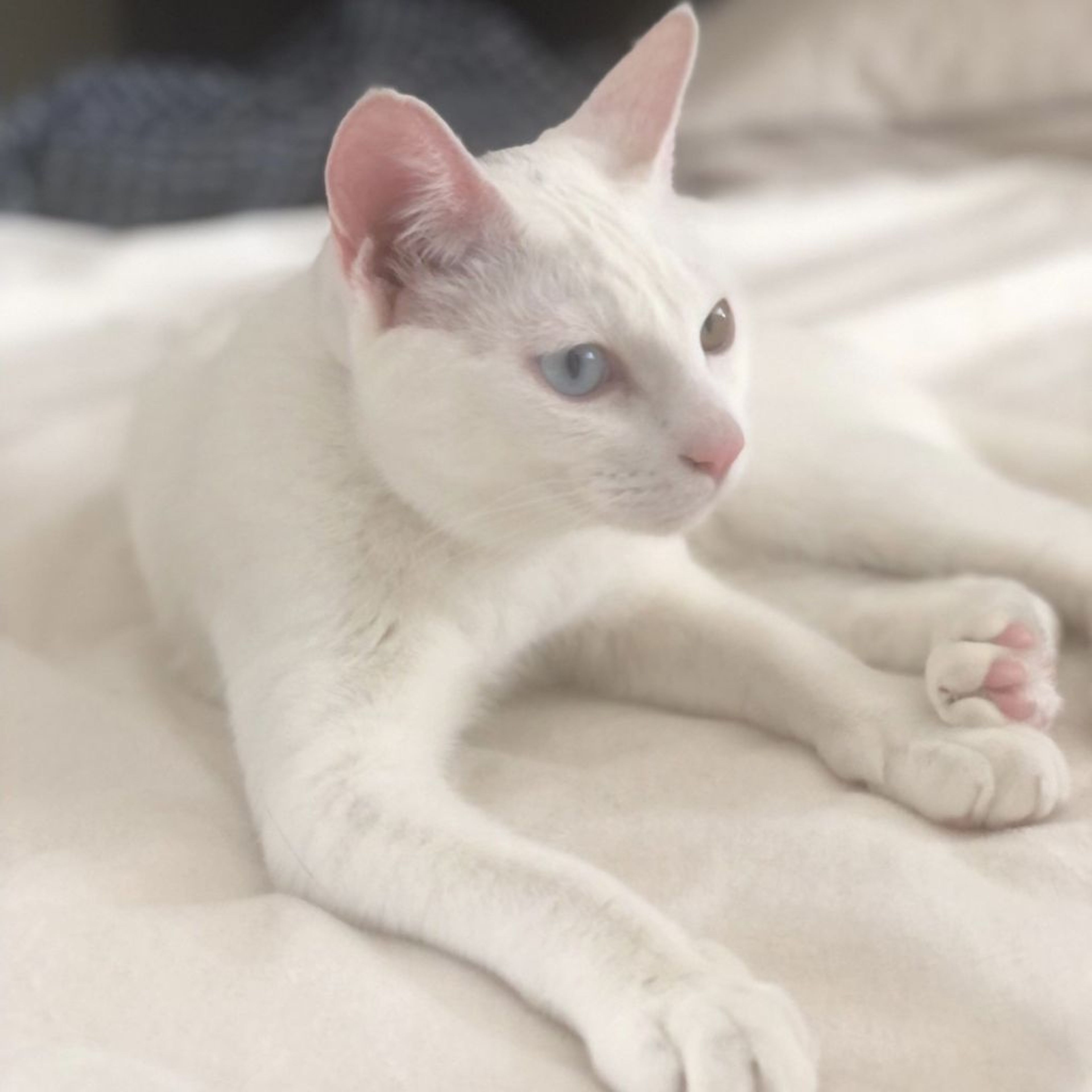 pet-image-4