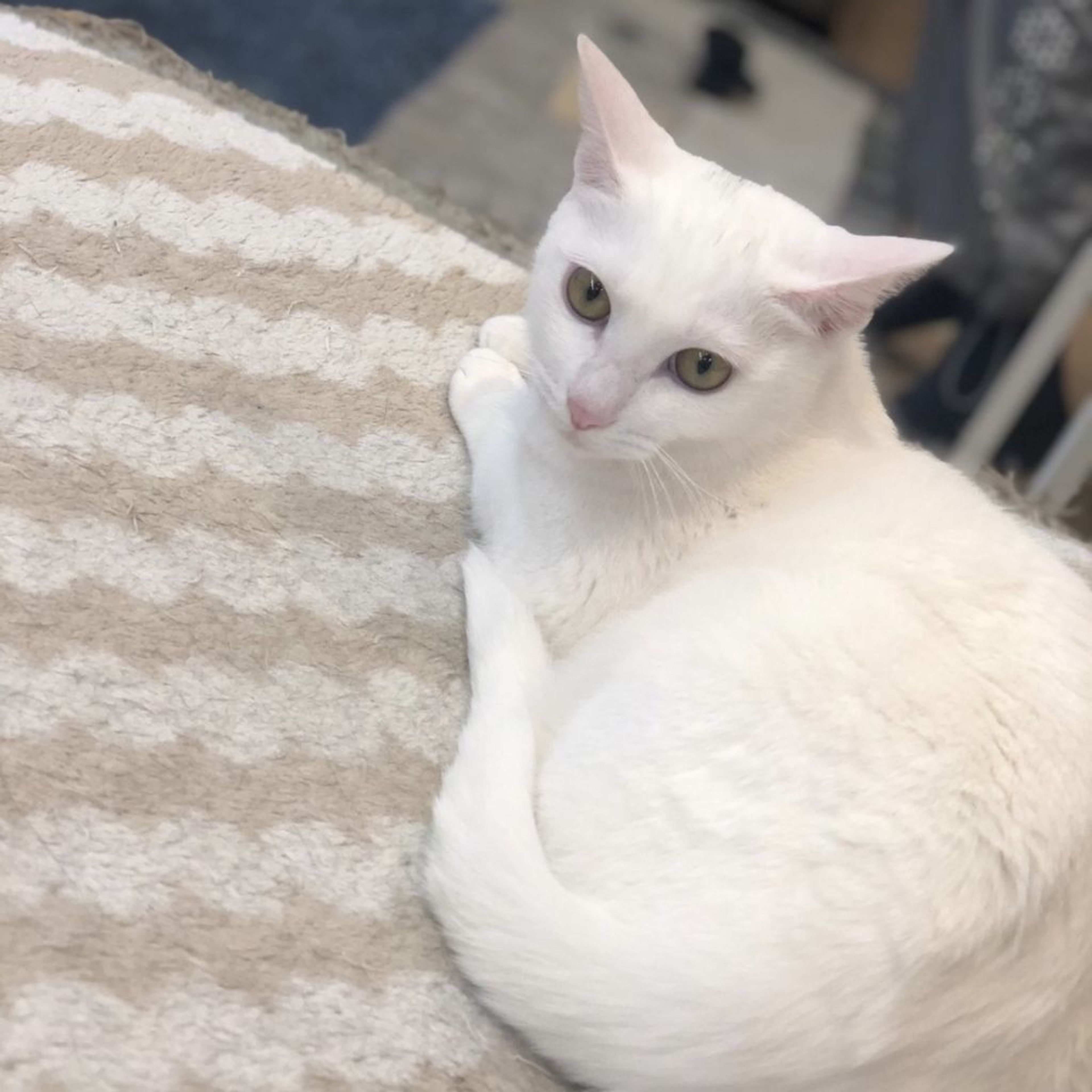 pet-image-5