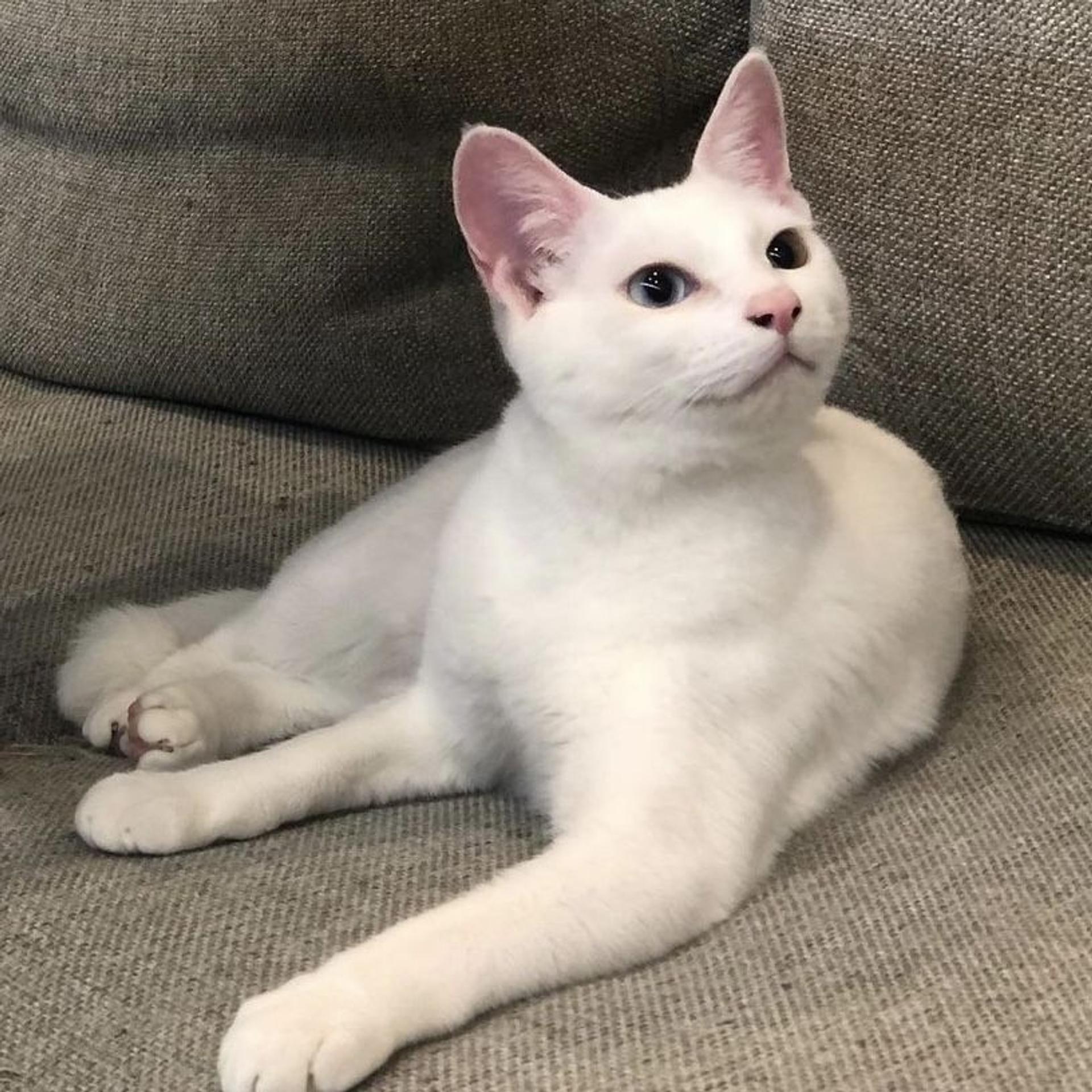 pet-image-7