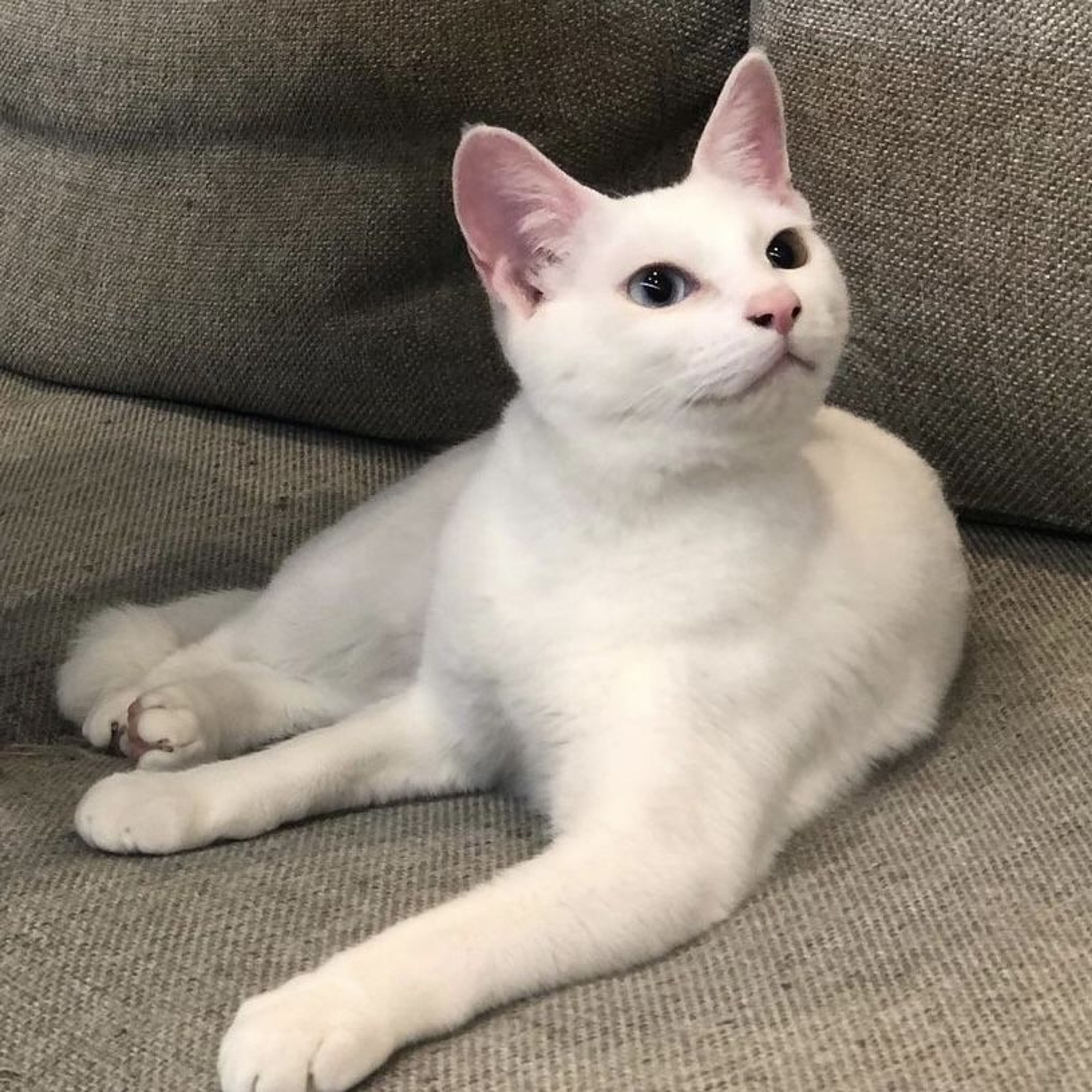 pet-image-7