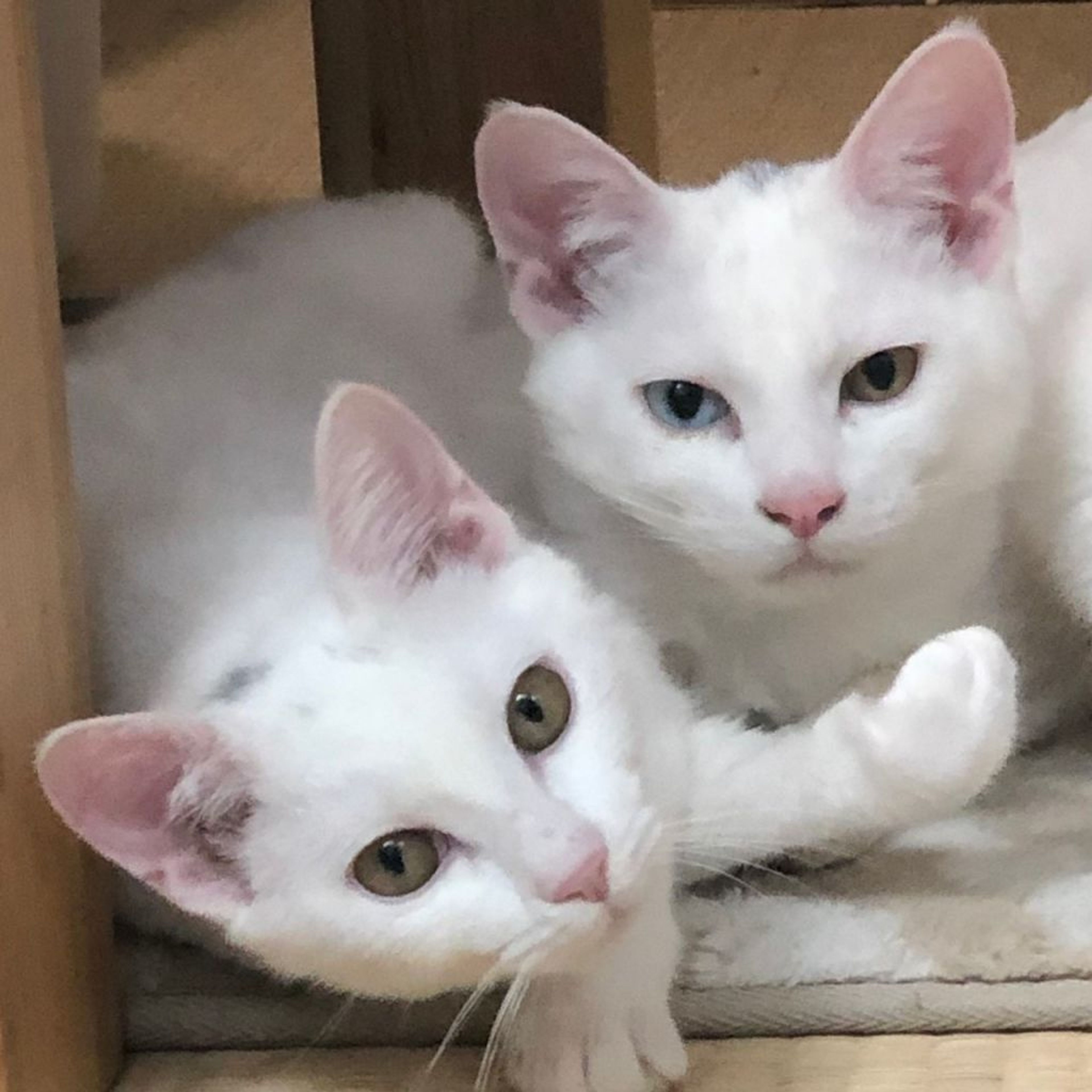 pet-image-8