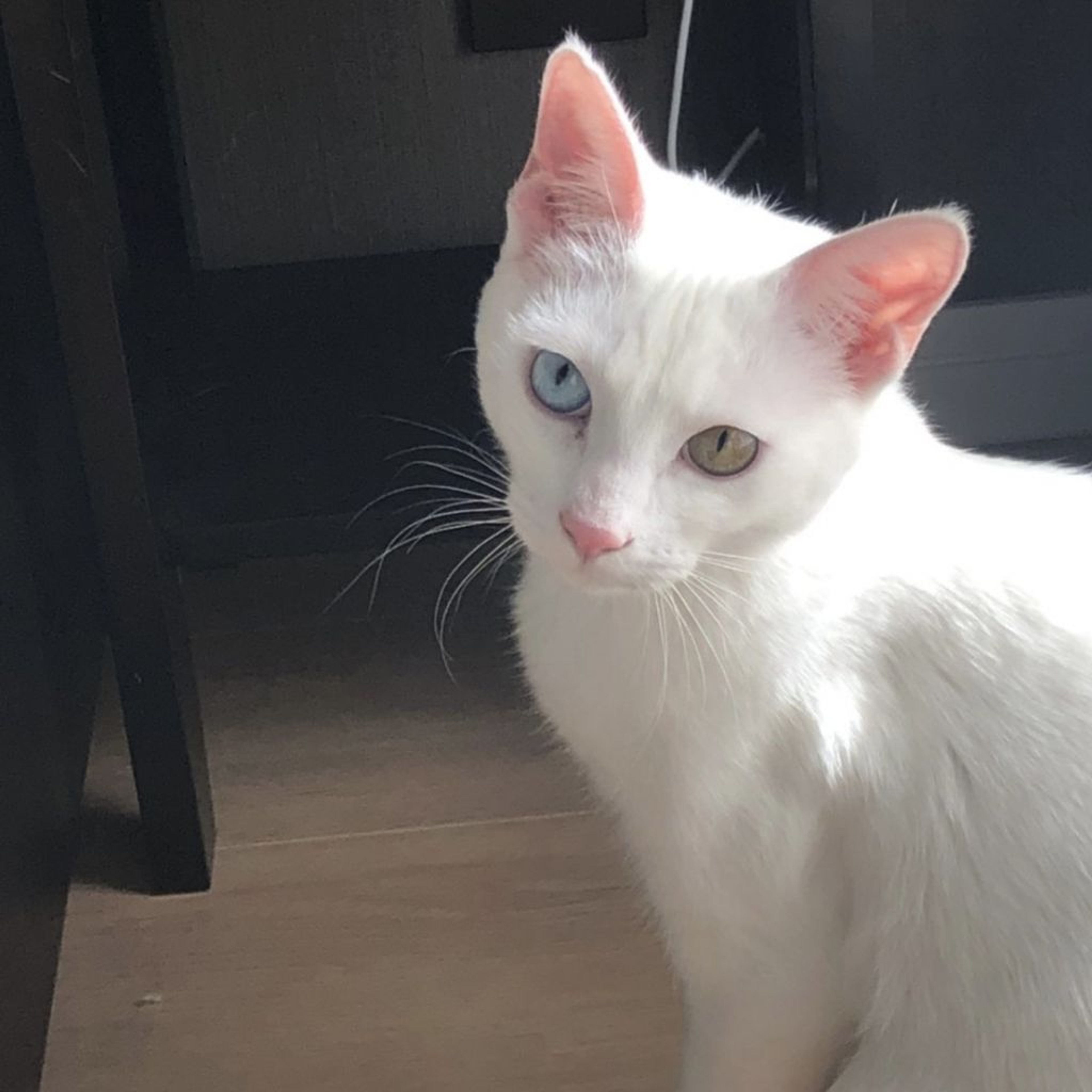 pet-image-9