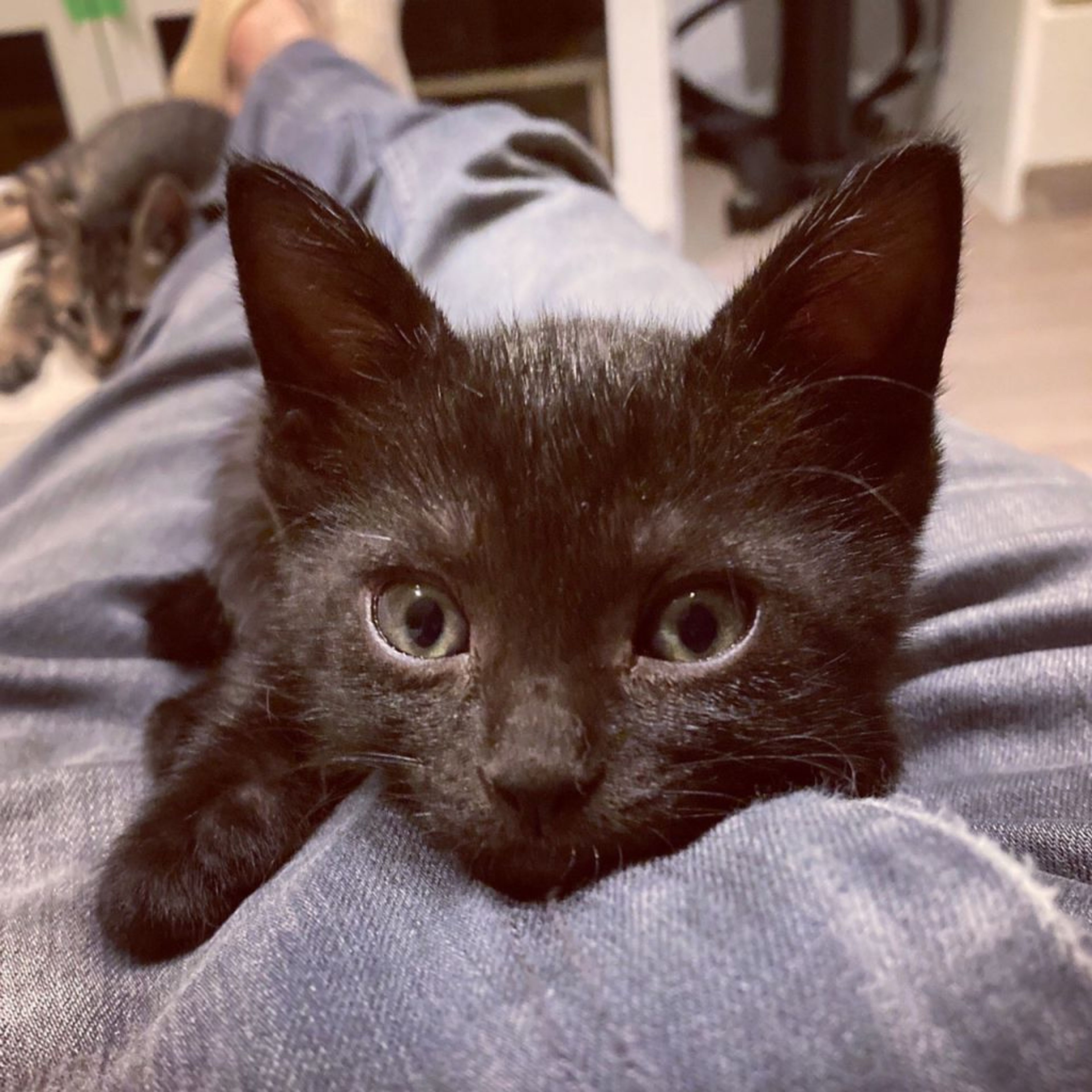 pet-image-3