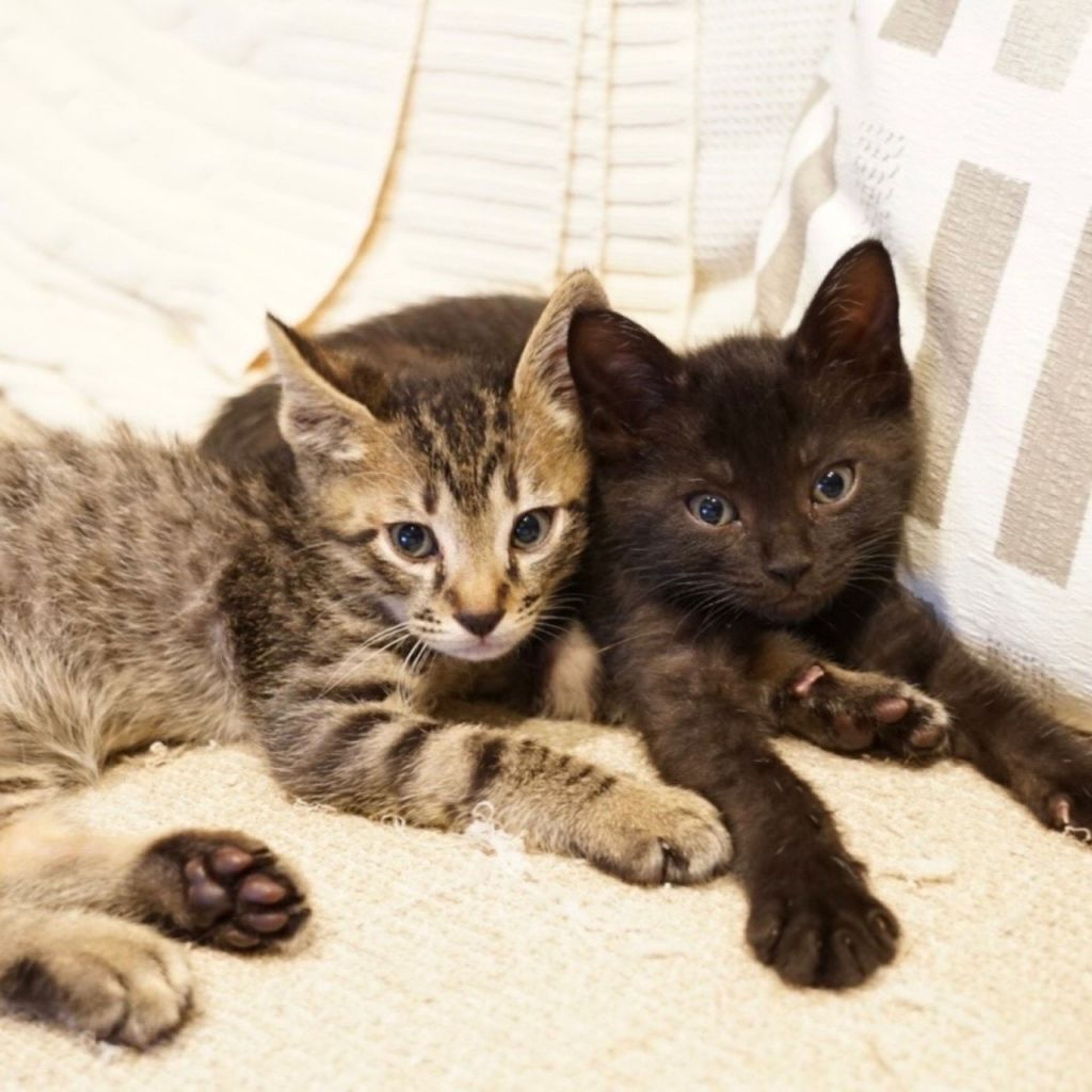 pet-image-4