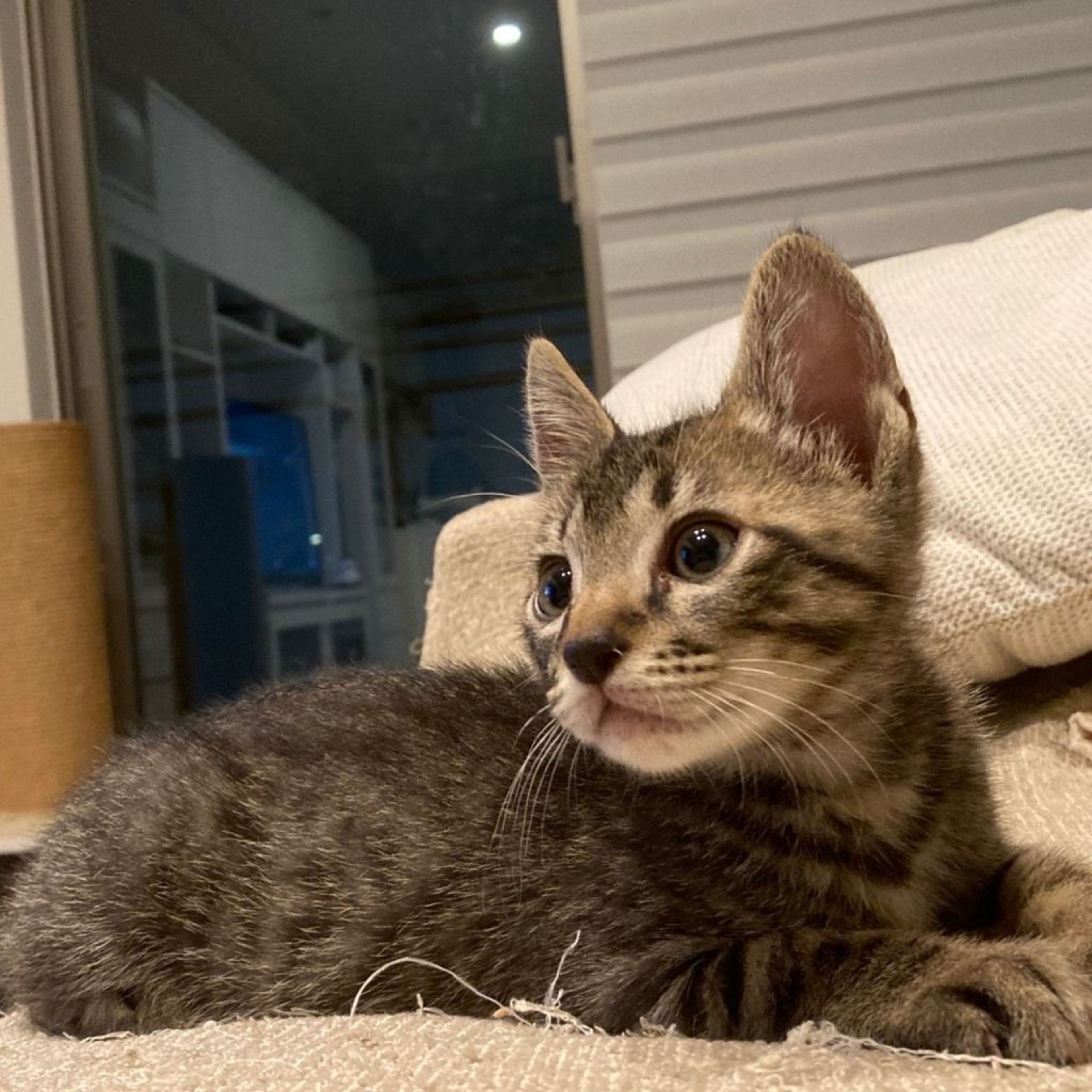 pet-image-5