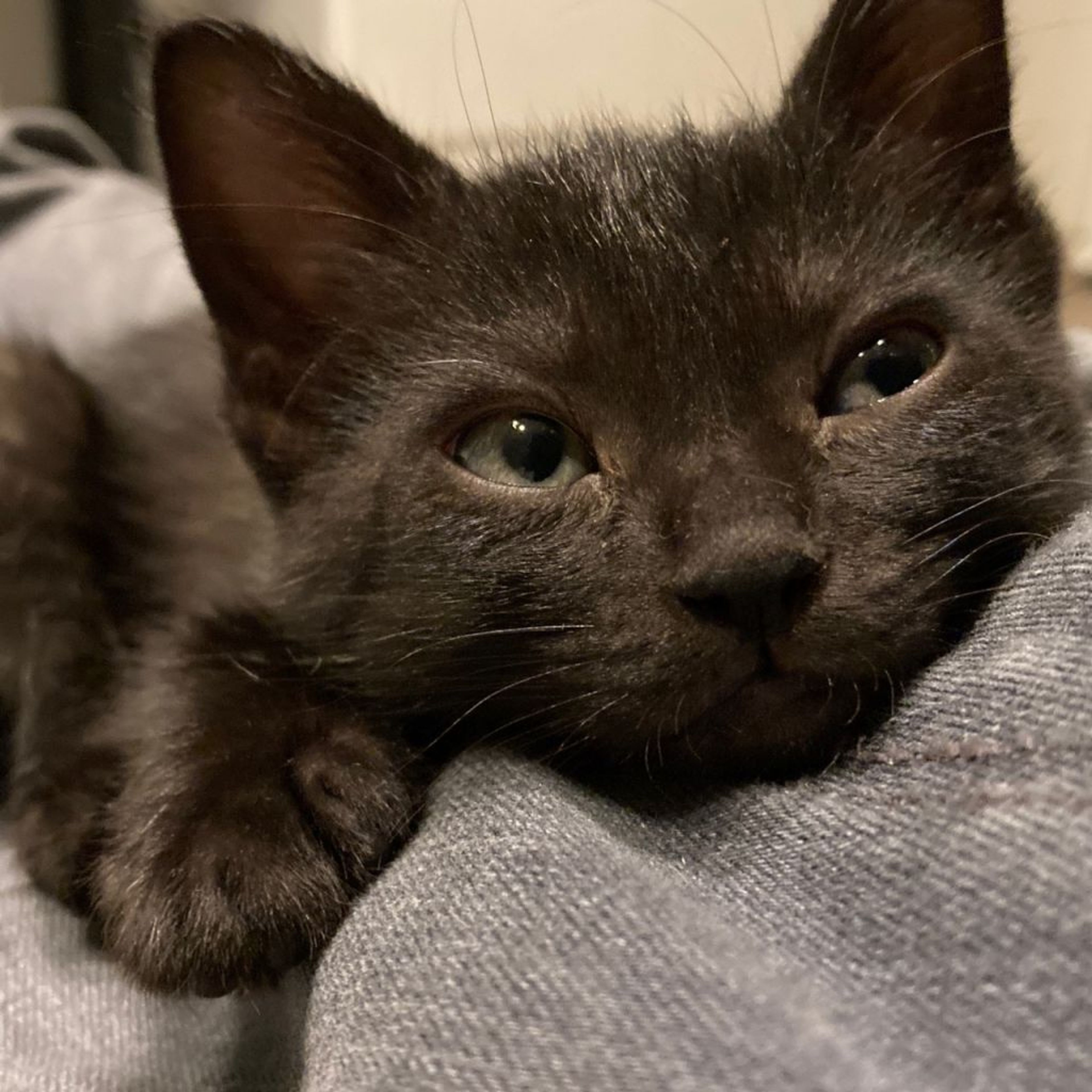 pet-image-7