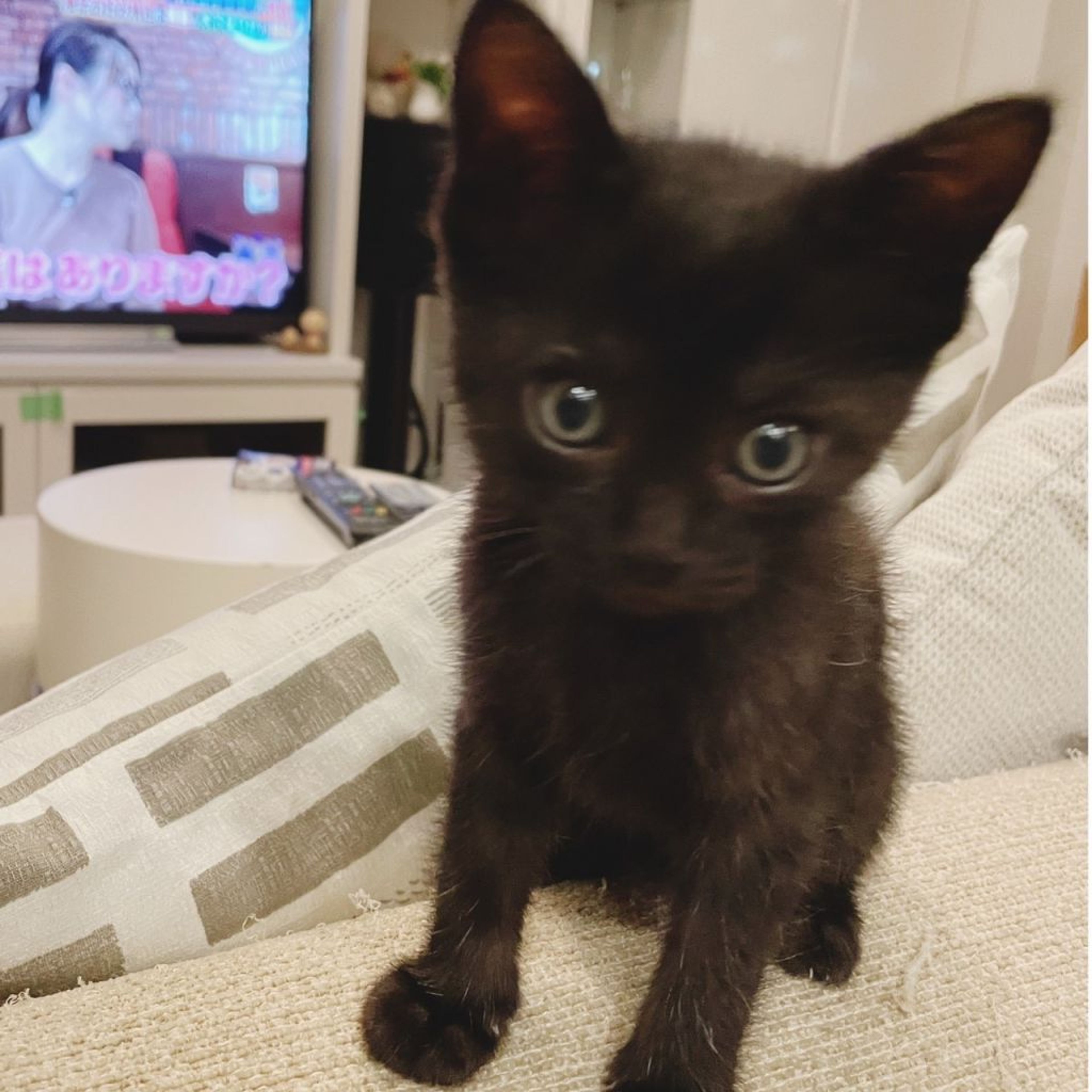 pet-image-8