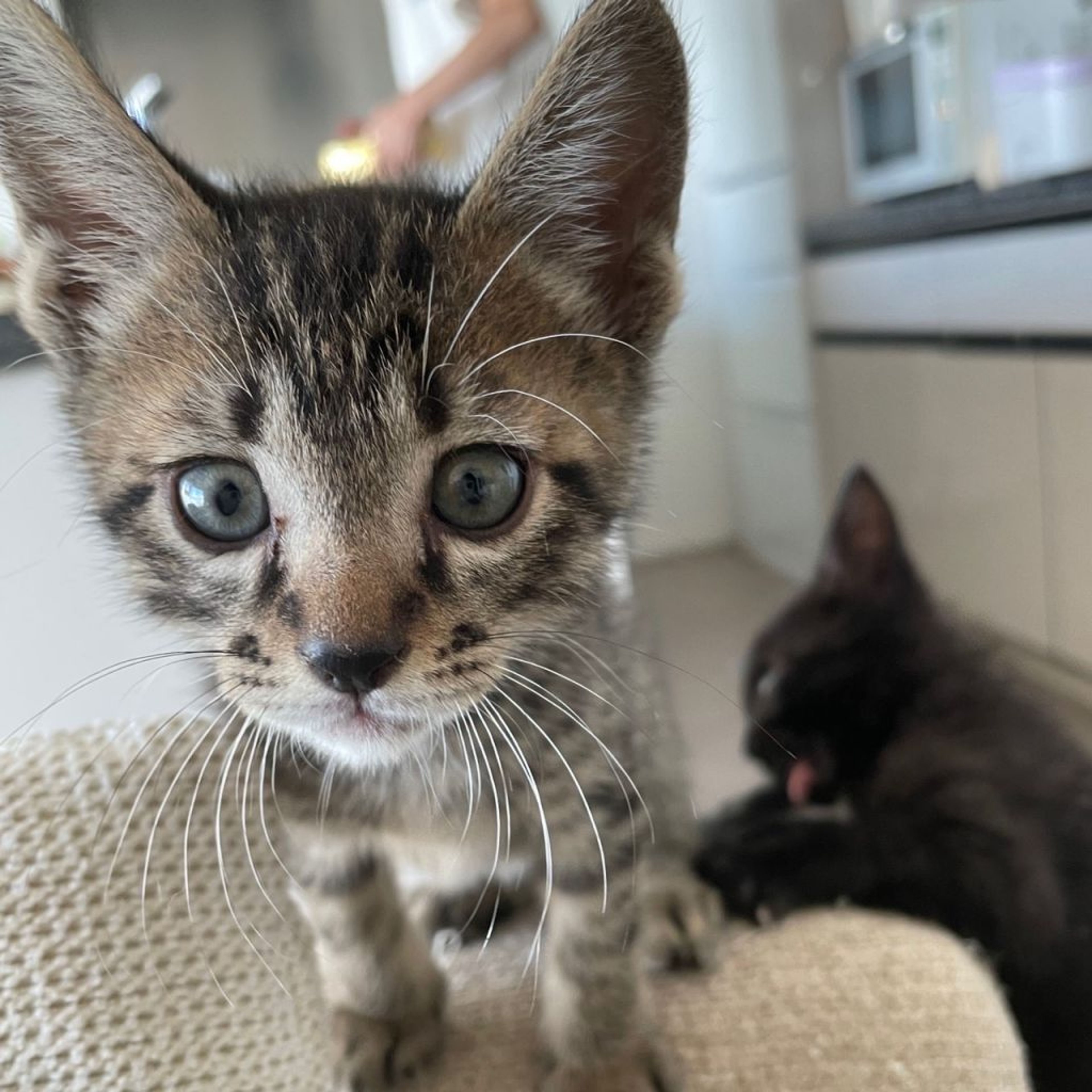 pet-image-9