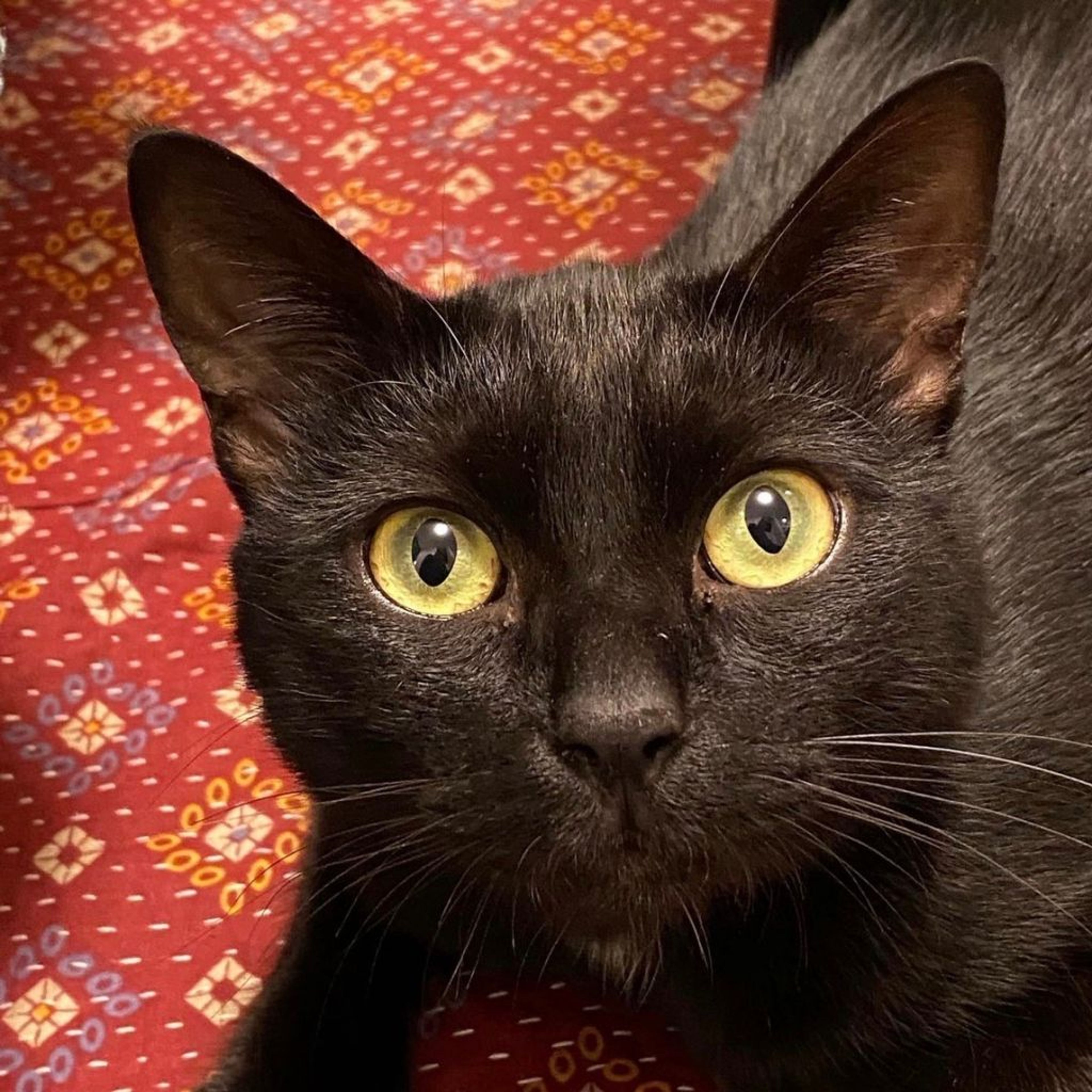 雑種（ミックス猫）・オスの里親募集の写真