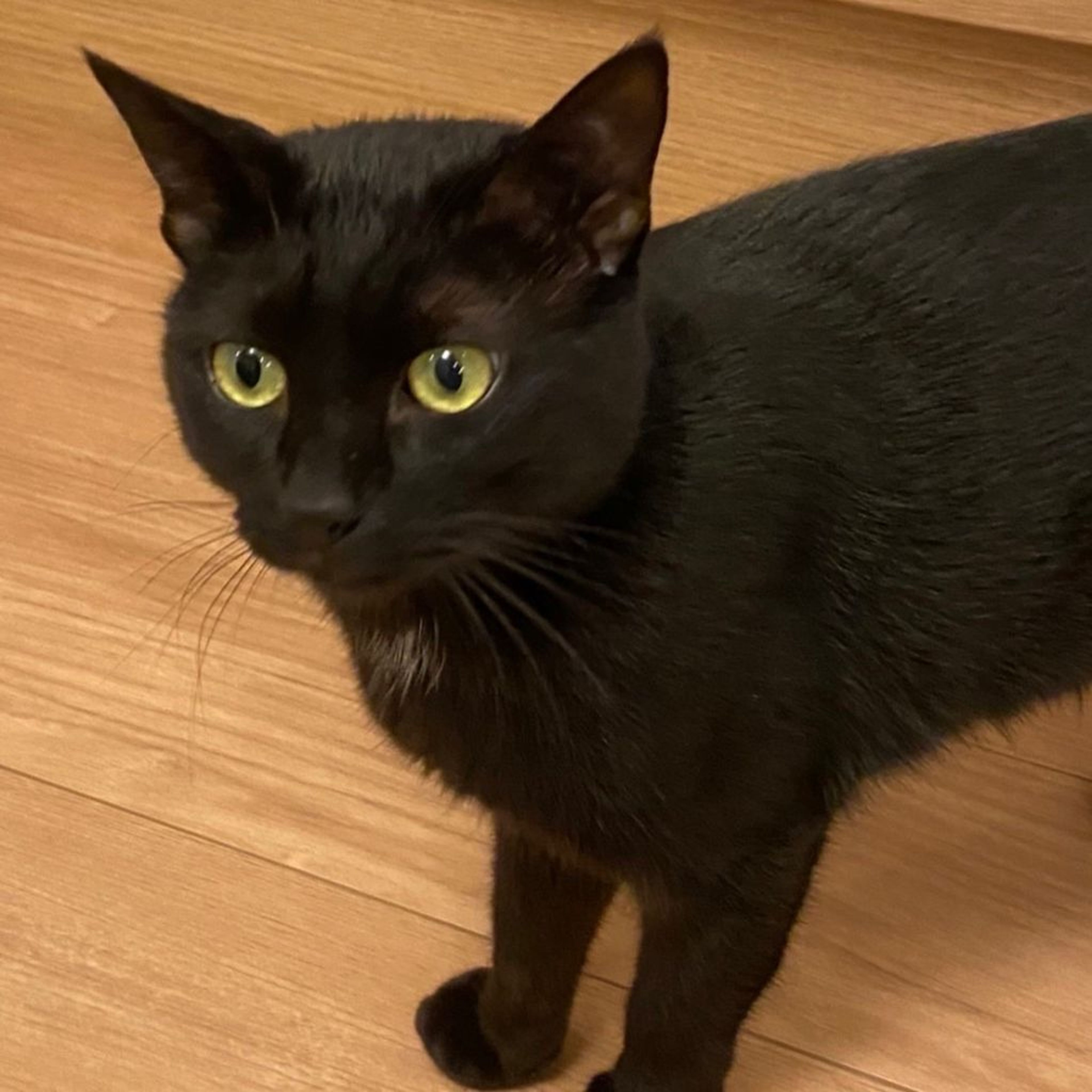 pet-image-2