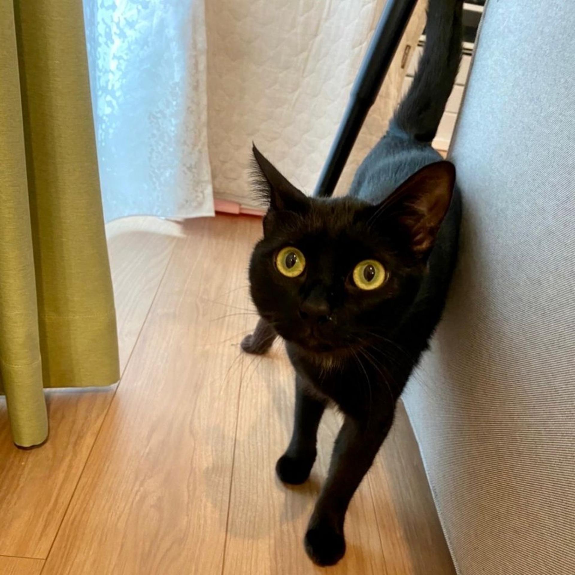 pet-image-3