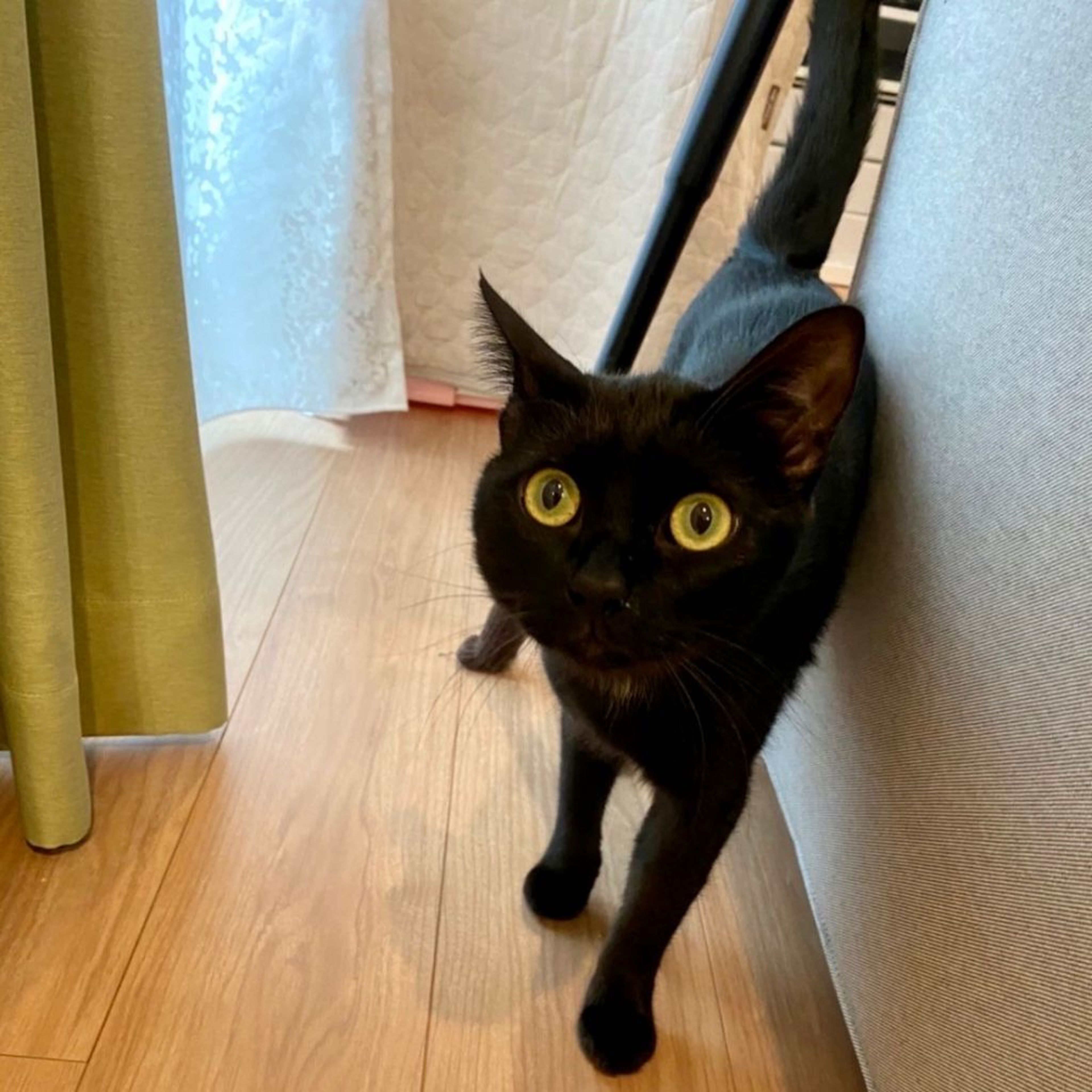 pet-image-3