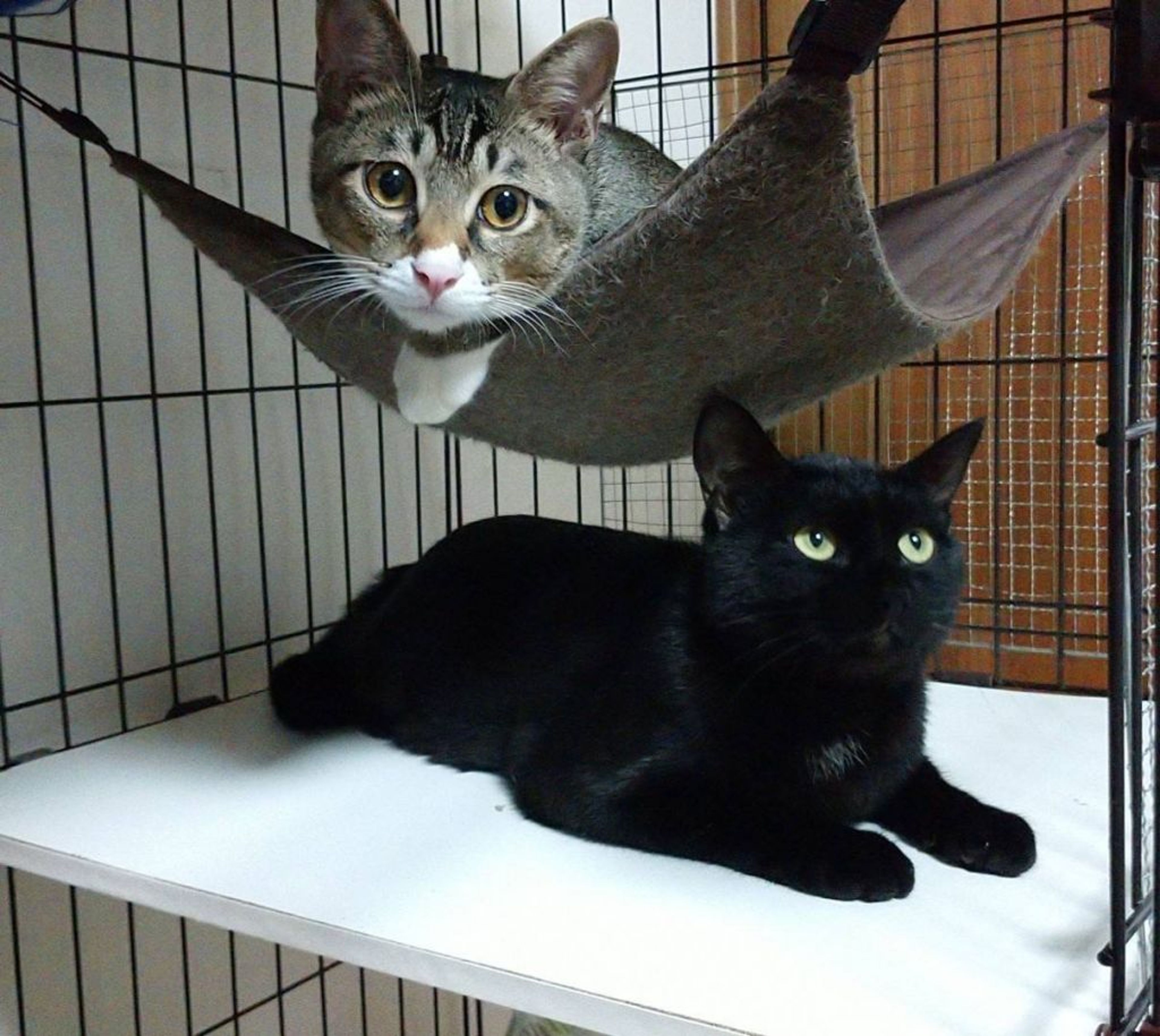 pet-image-6