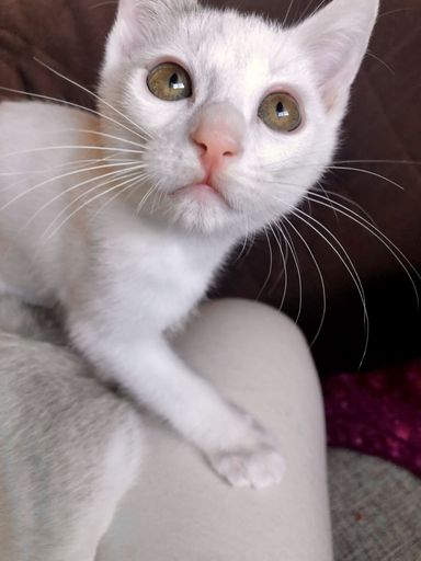 さくくんの写真