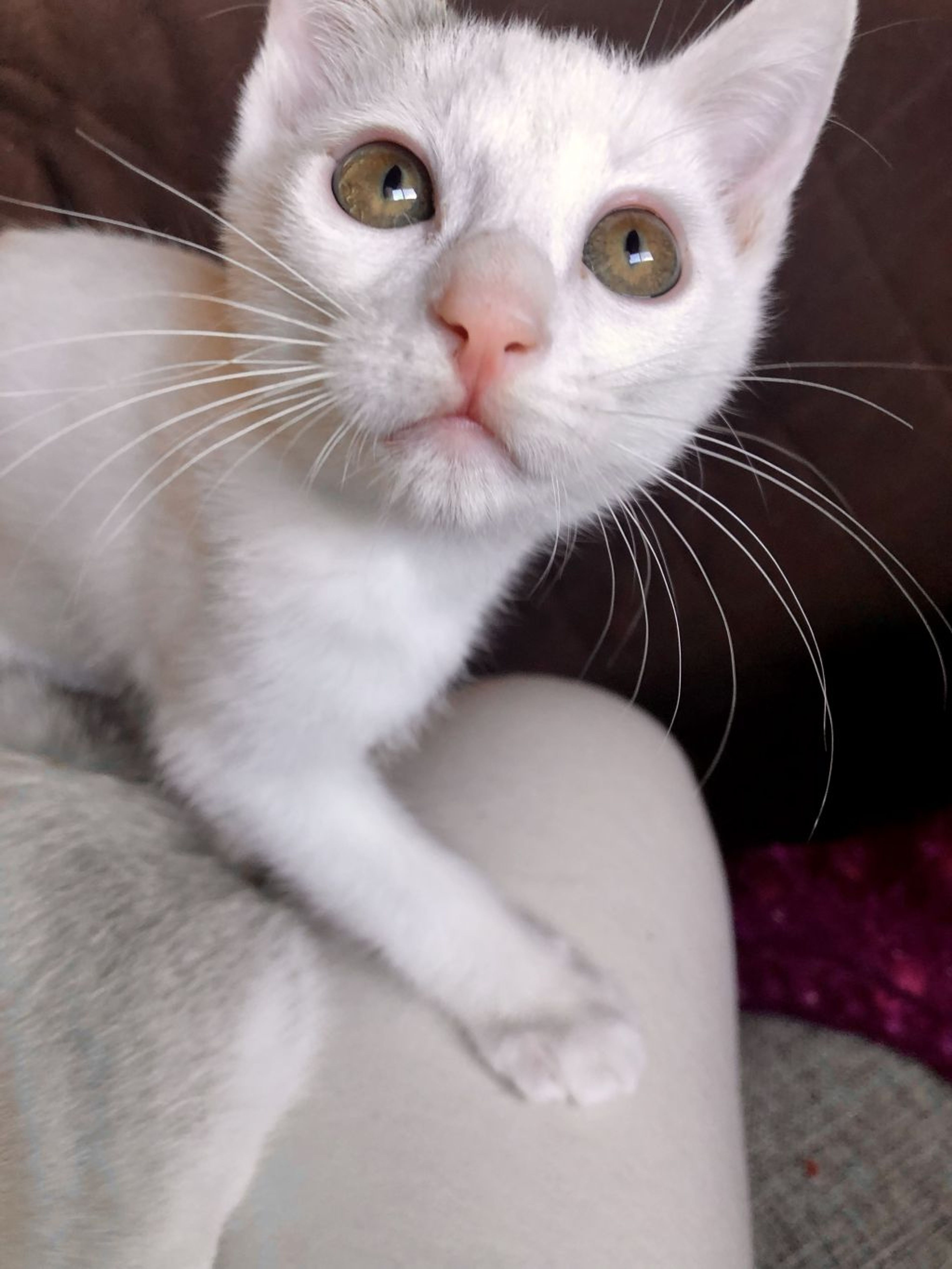 雑種（ミックス猫）・オスの里親募集の写真
