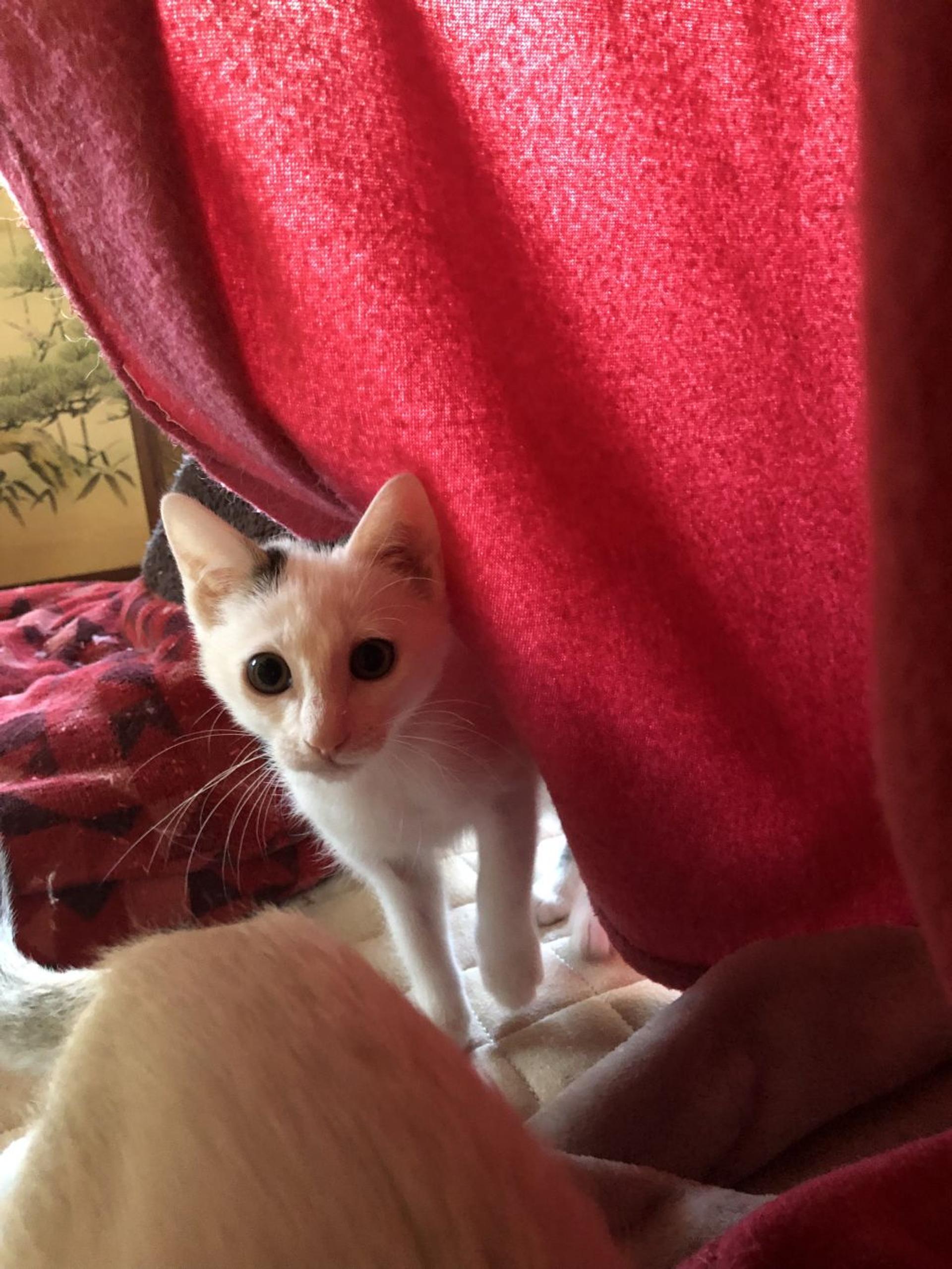 pet-image-2