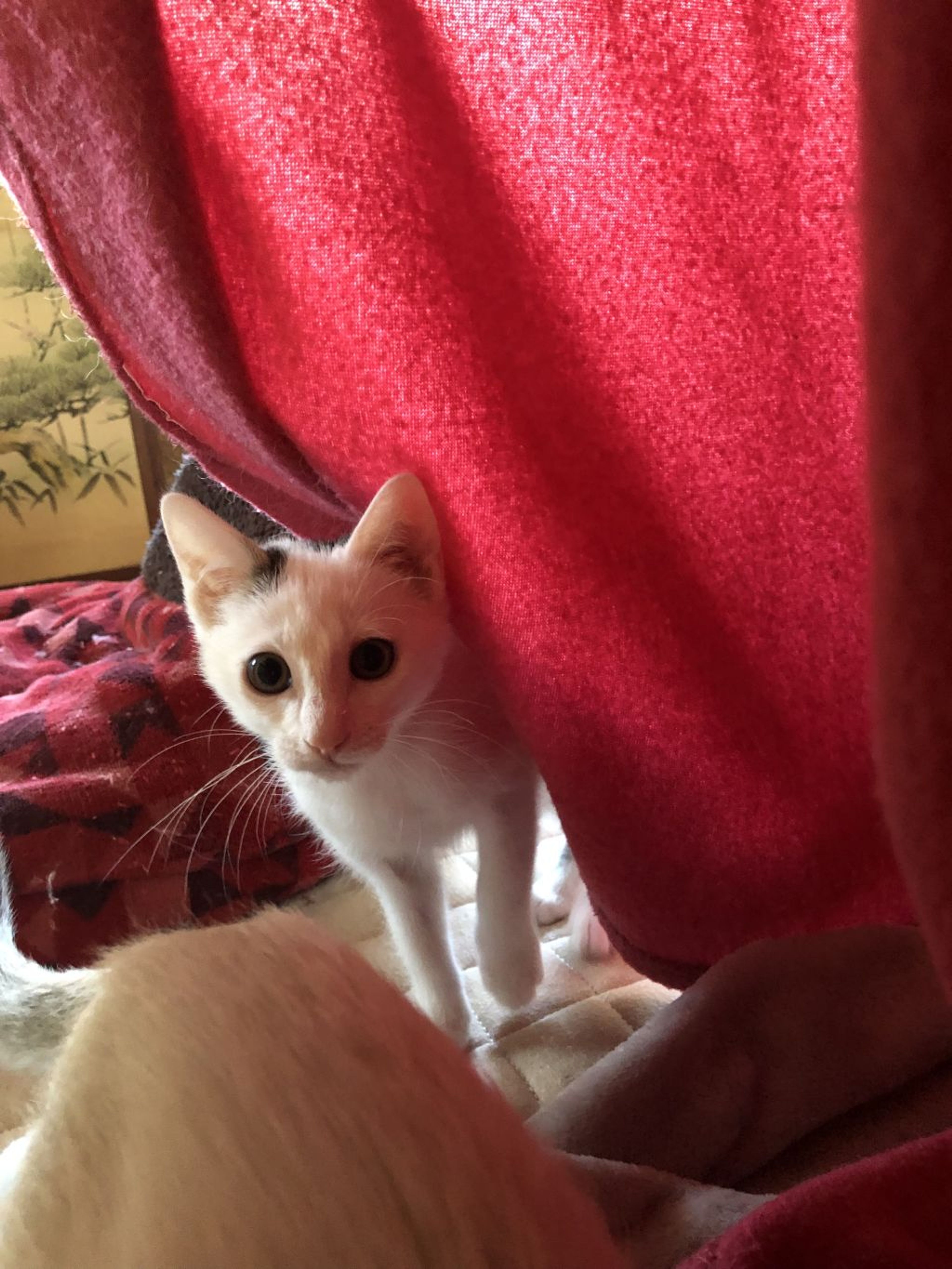 pet-image-2