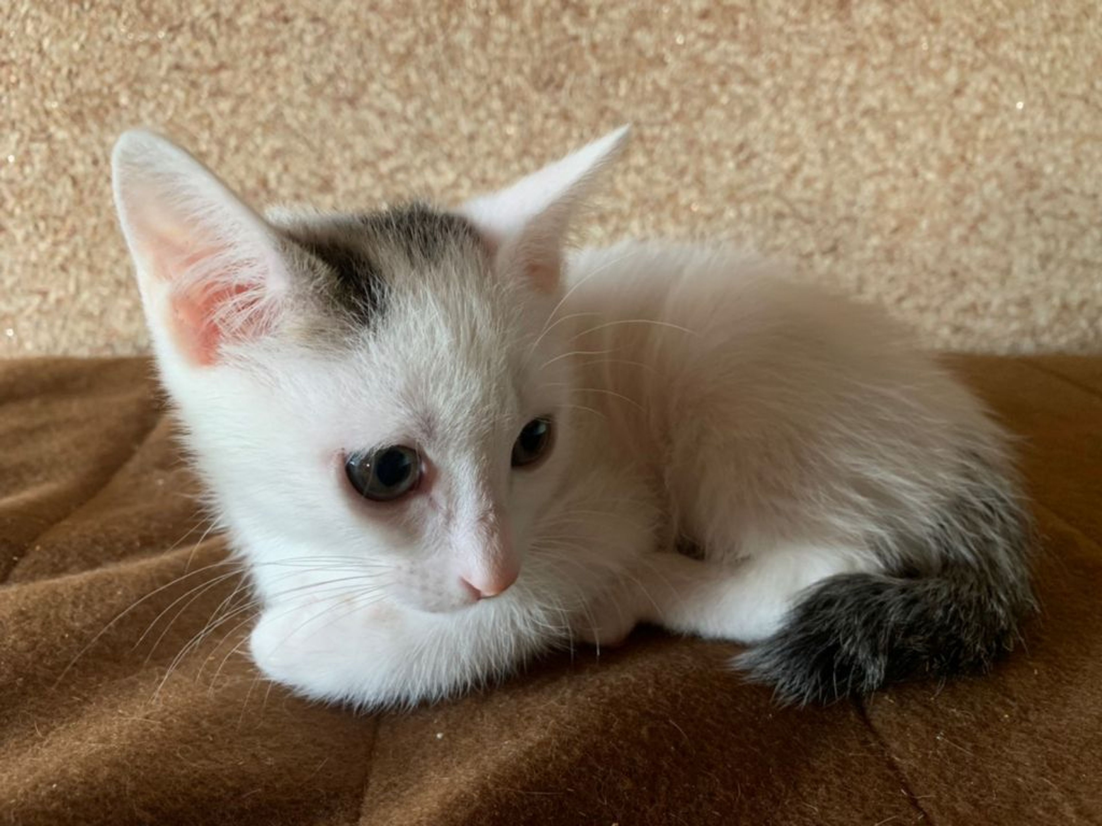 pet-image-3