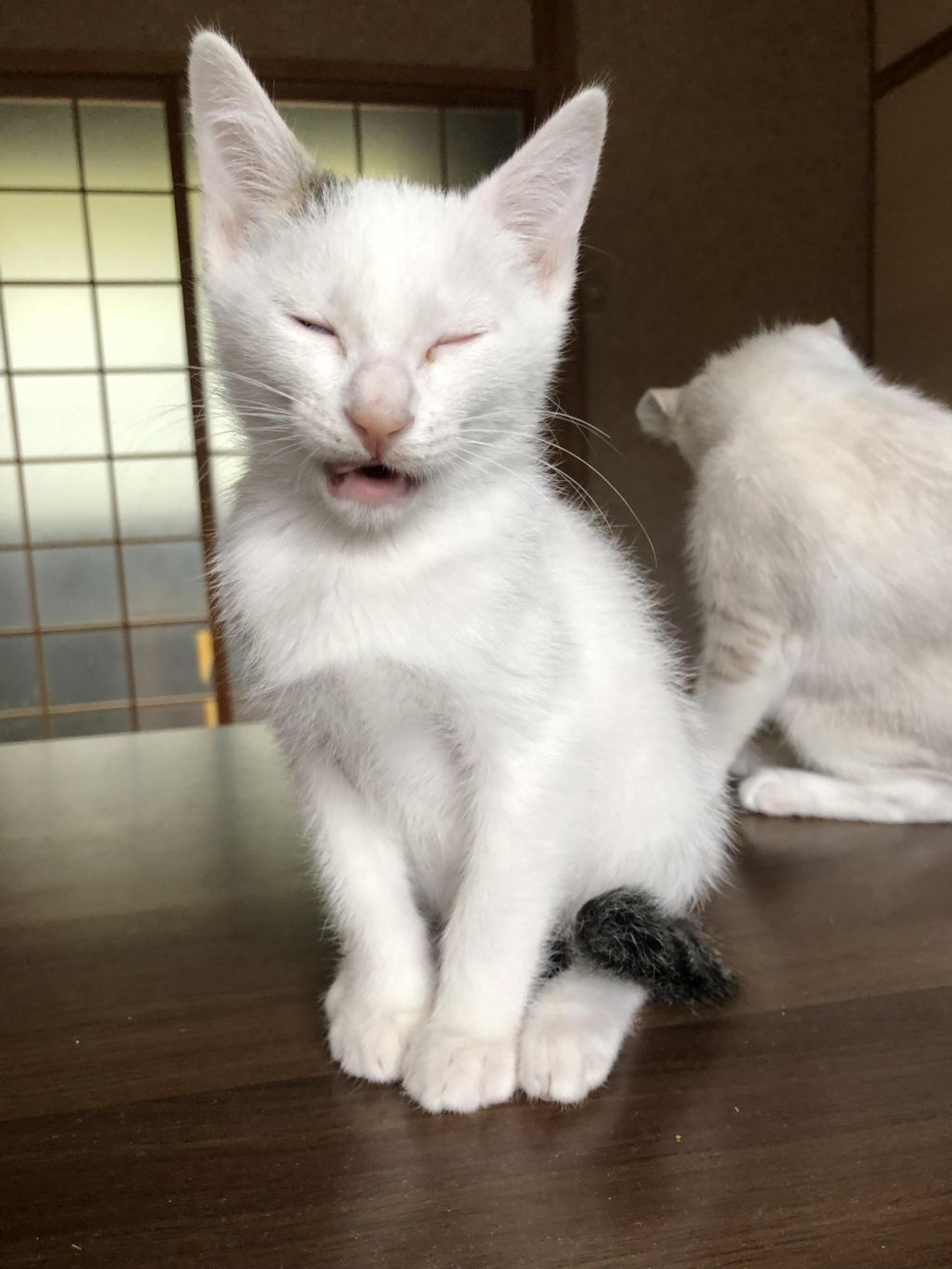 pet-image-4