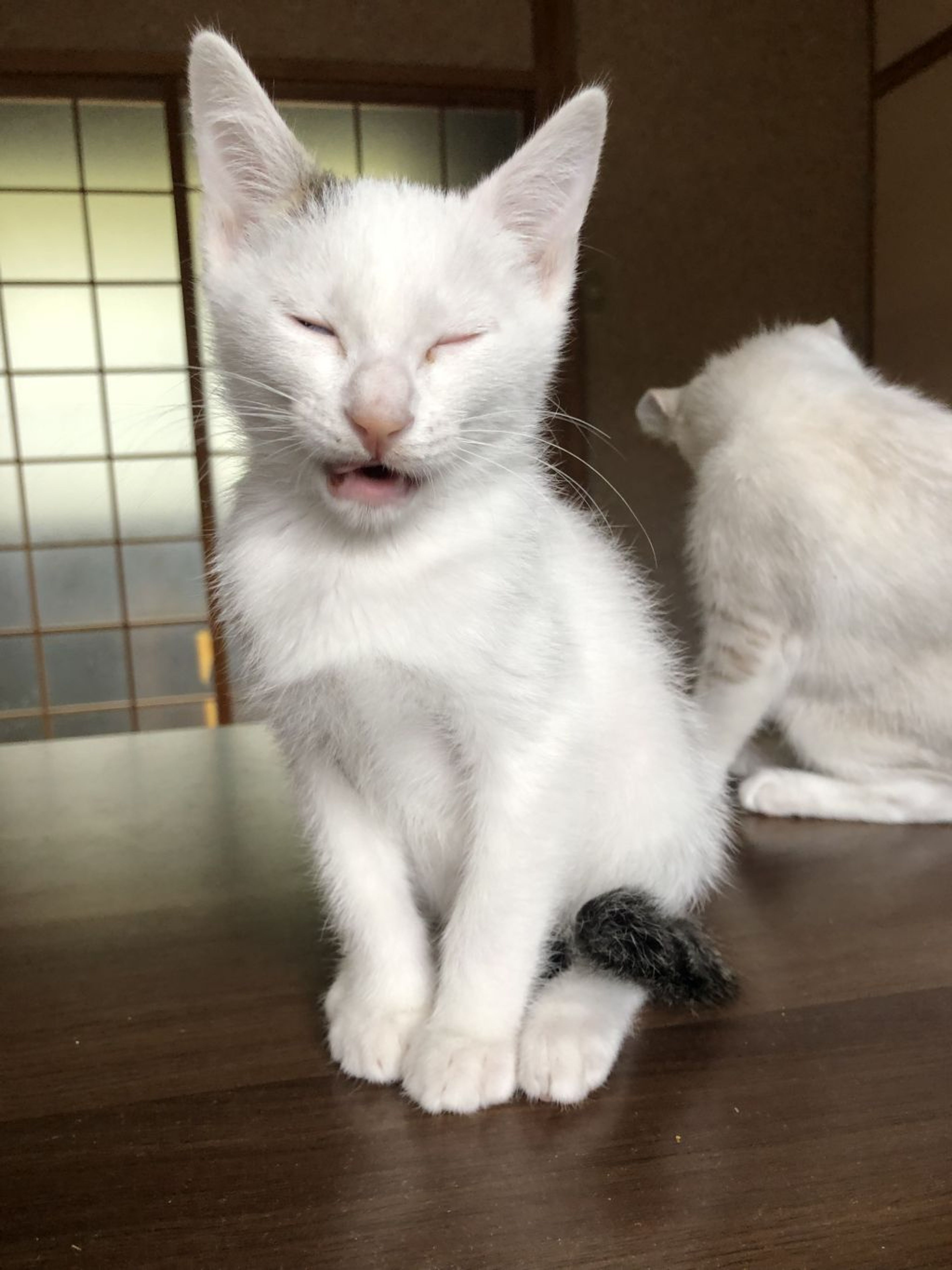 pet-image-4