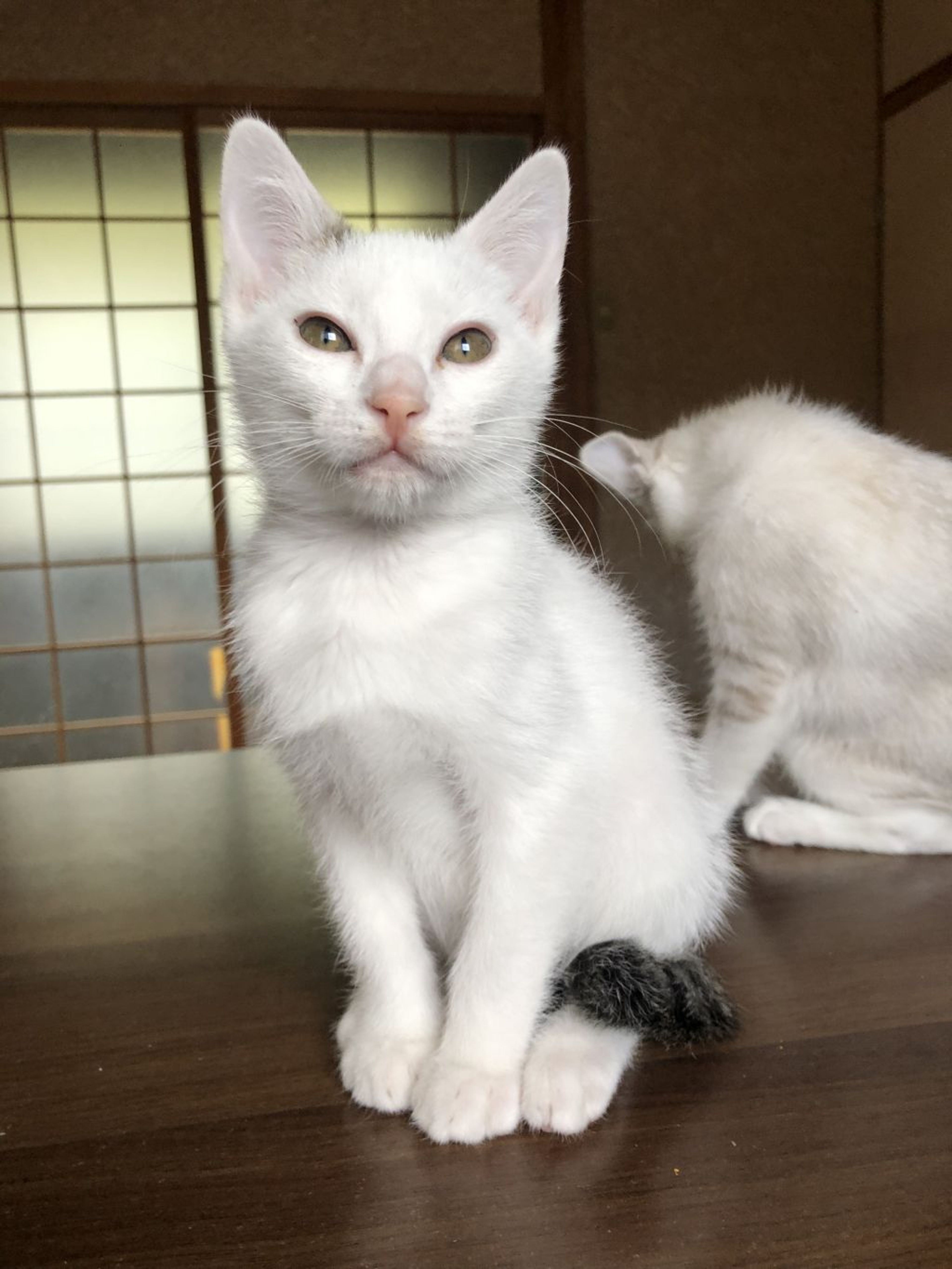 pet-image-5