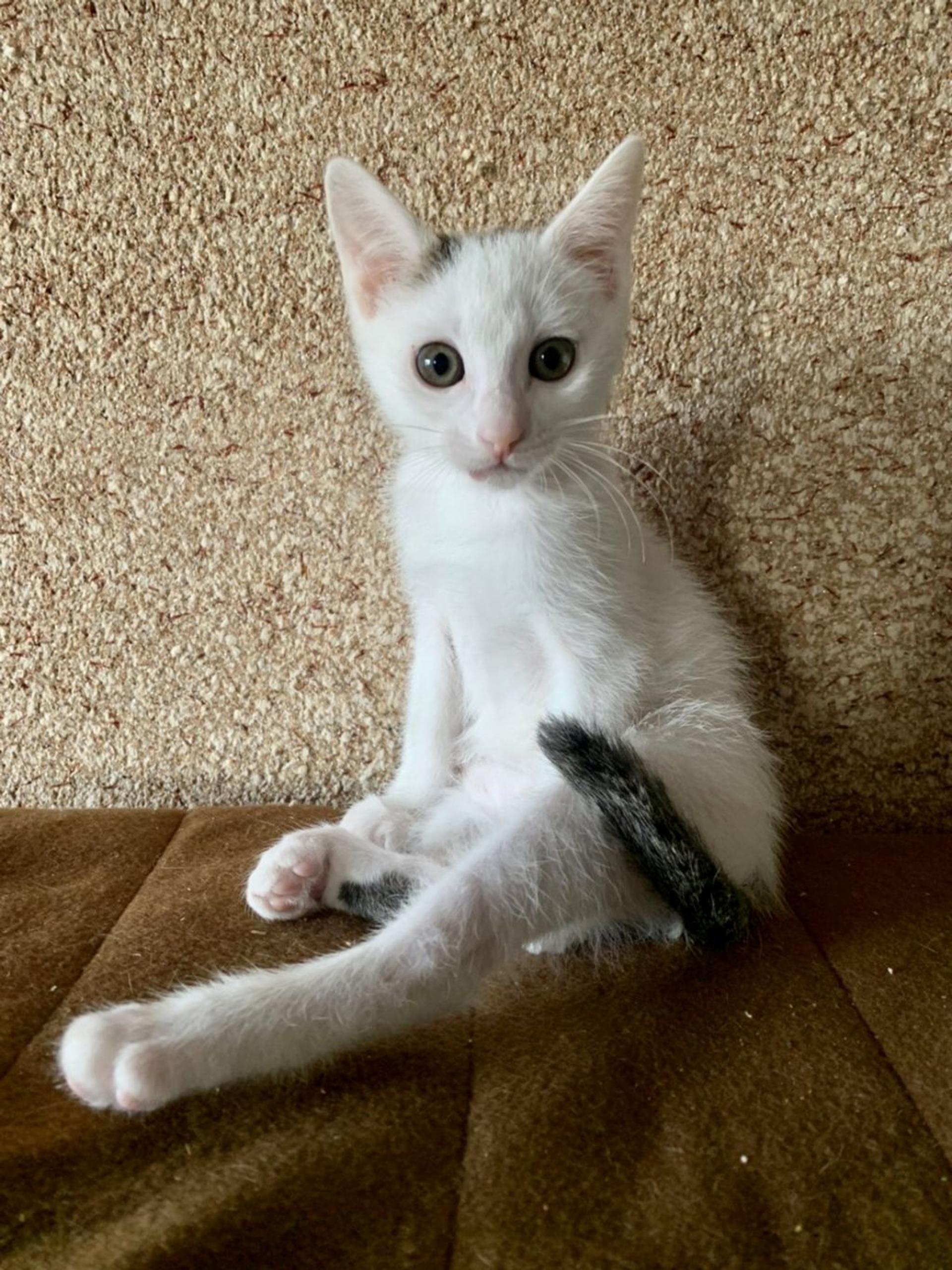 pet-image-6
