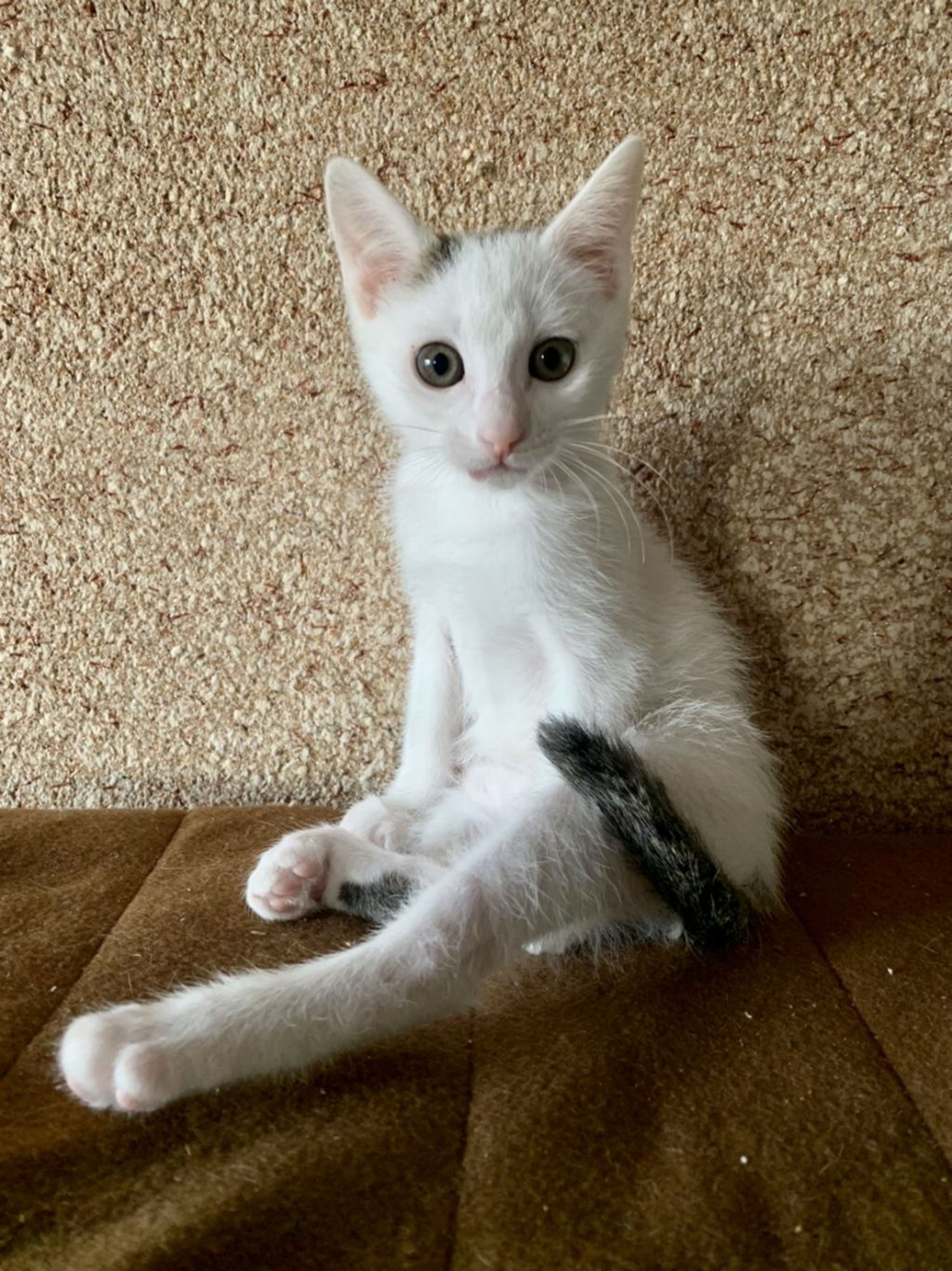 pet-image-6