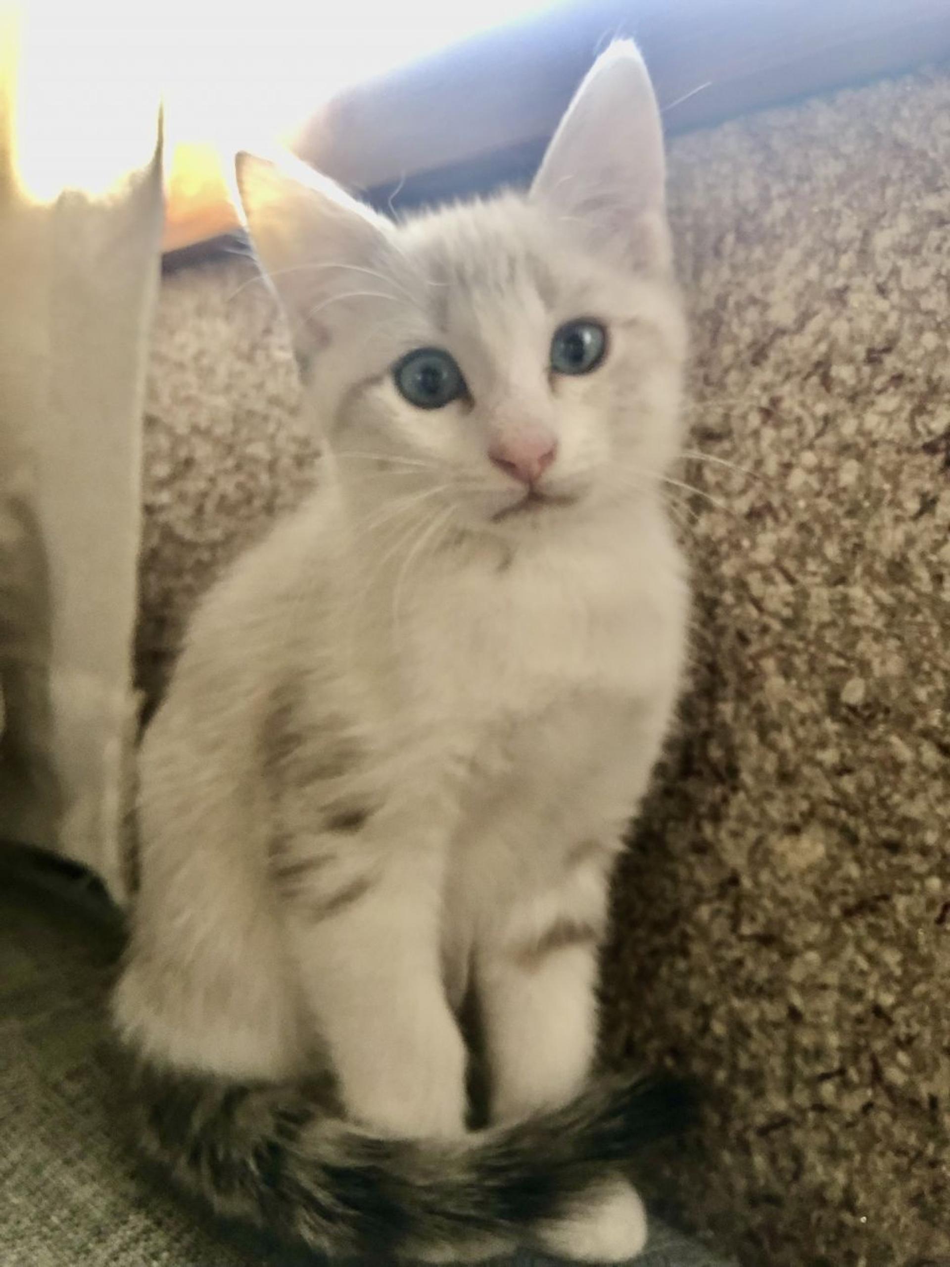 pet-image-4