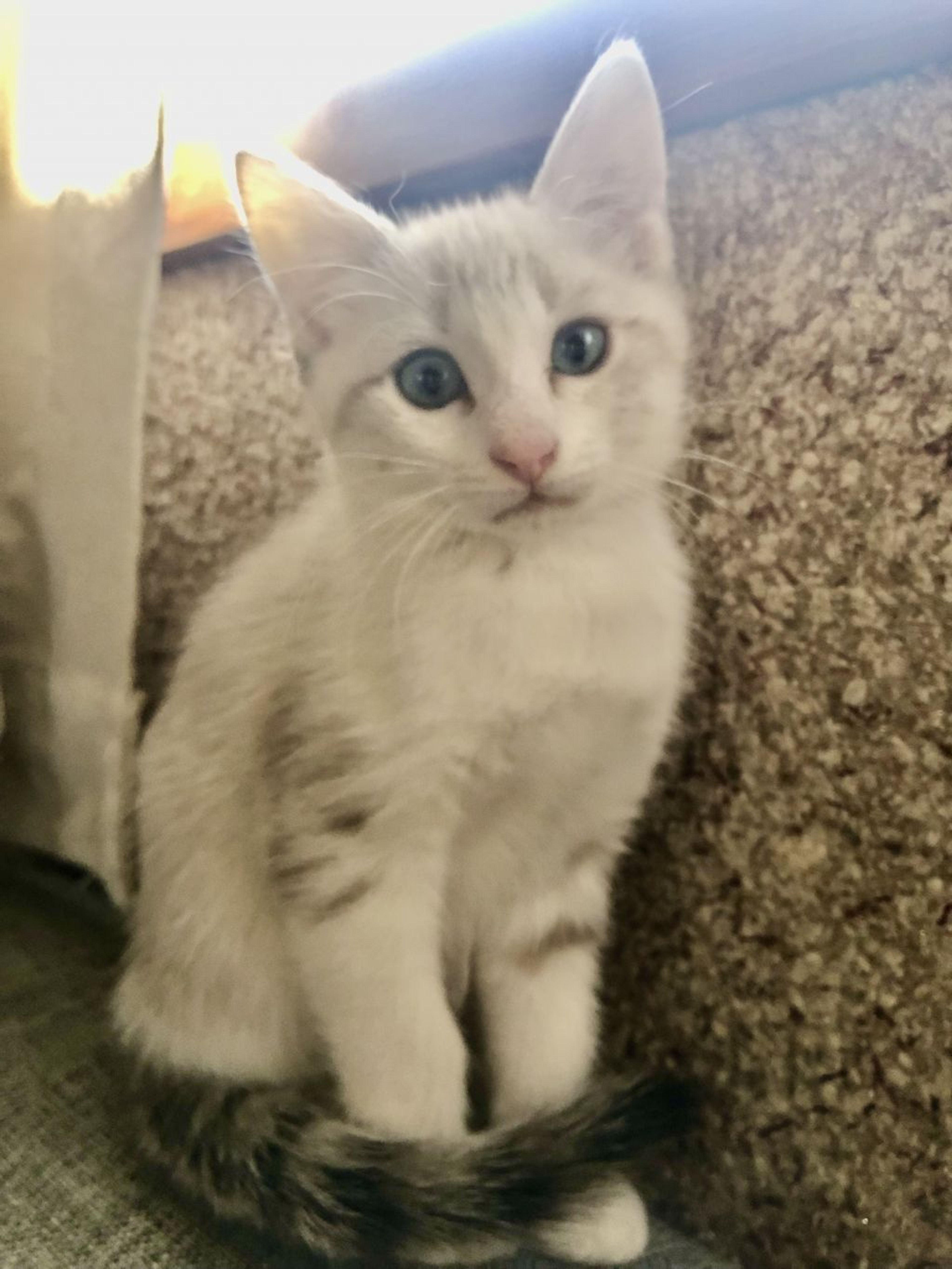 pet-image-4