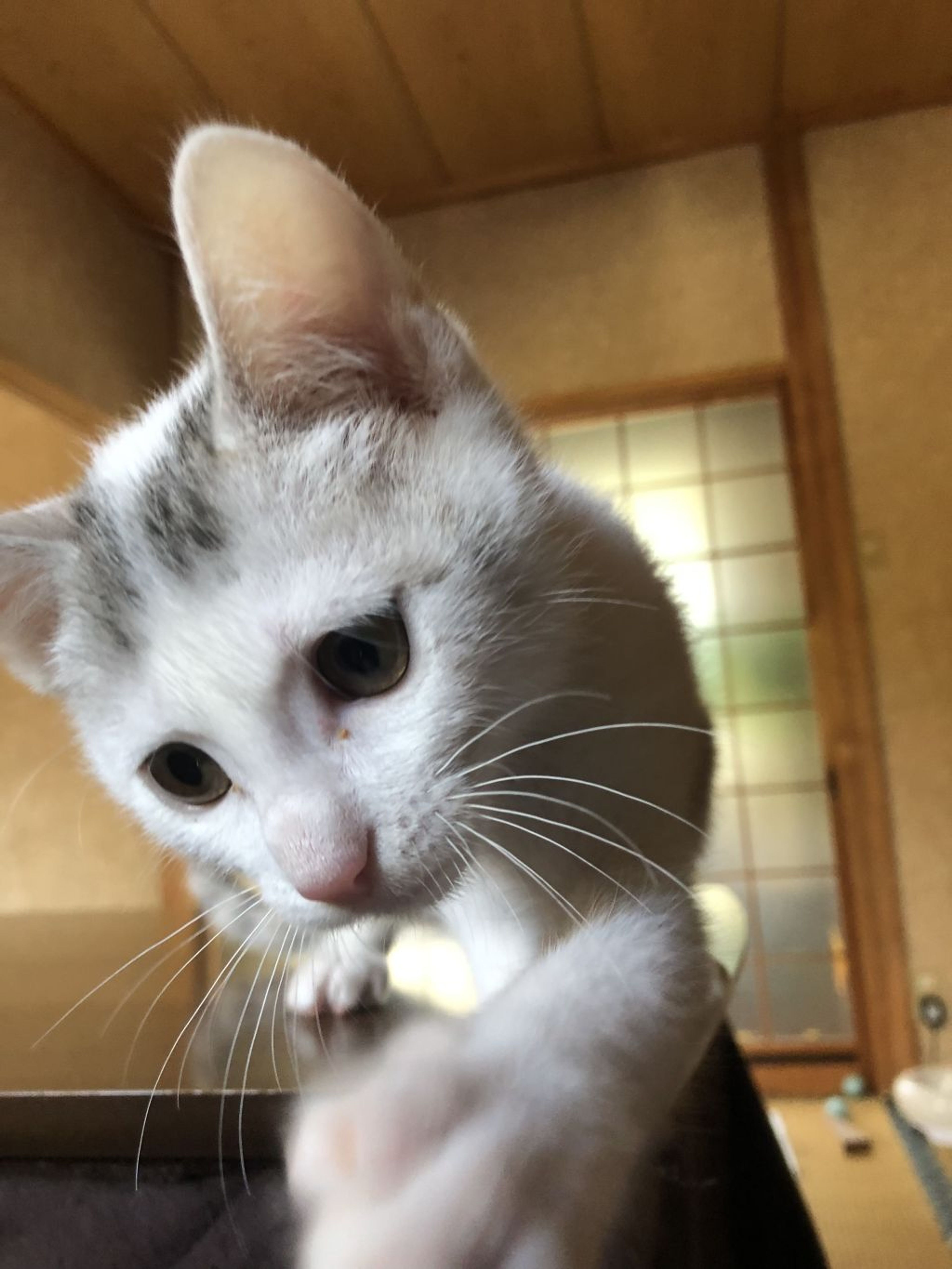 雑種（ミックス猫）・オスの里親募集の写真