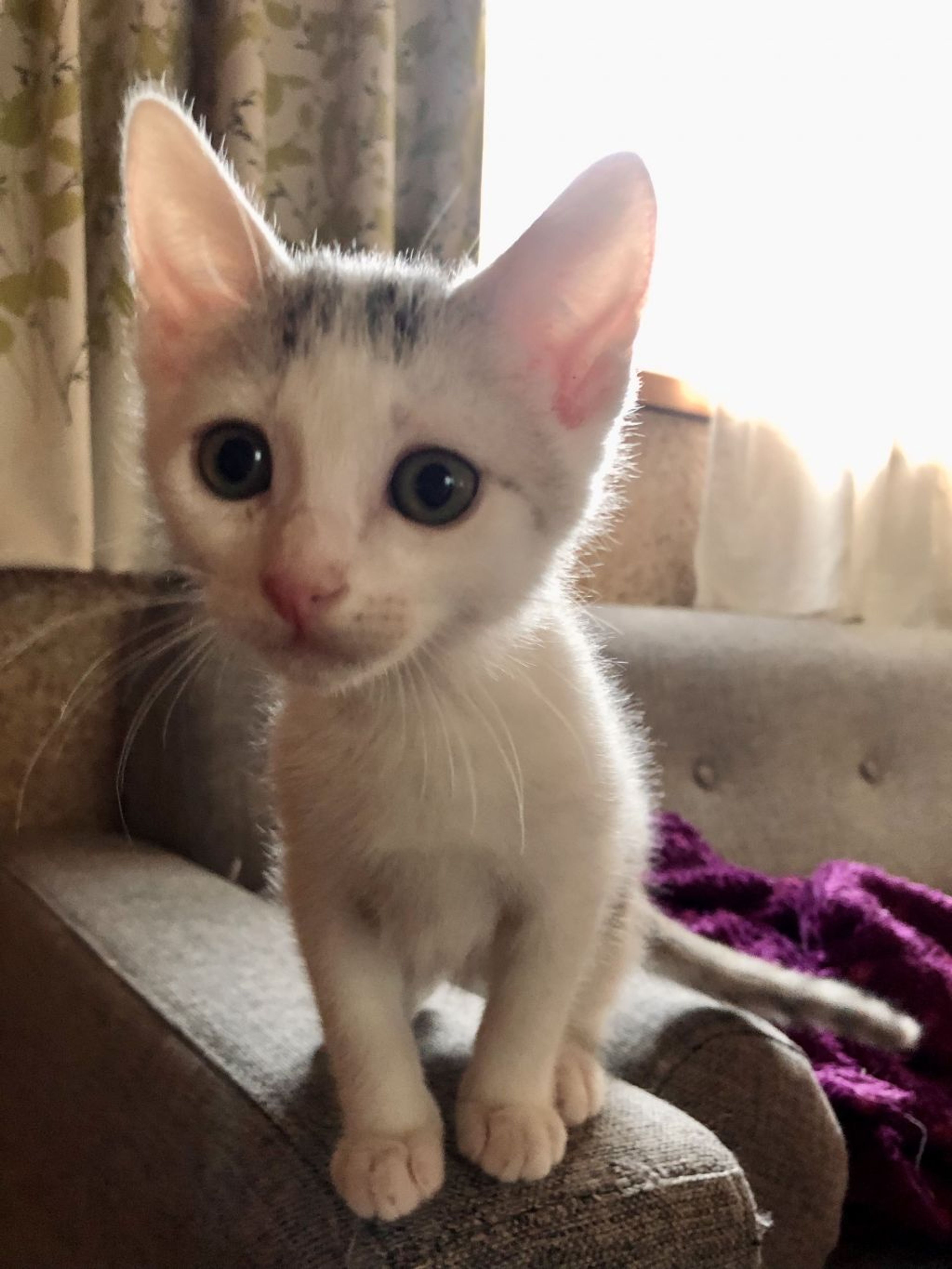 pet-image-2