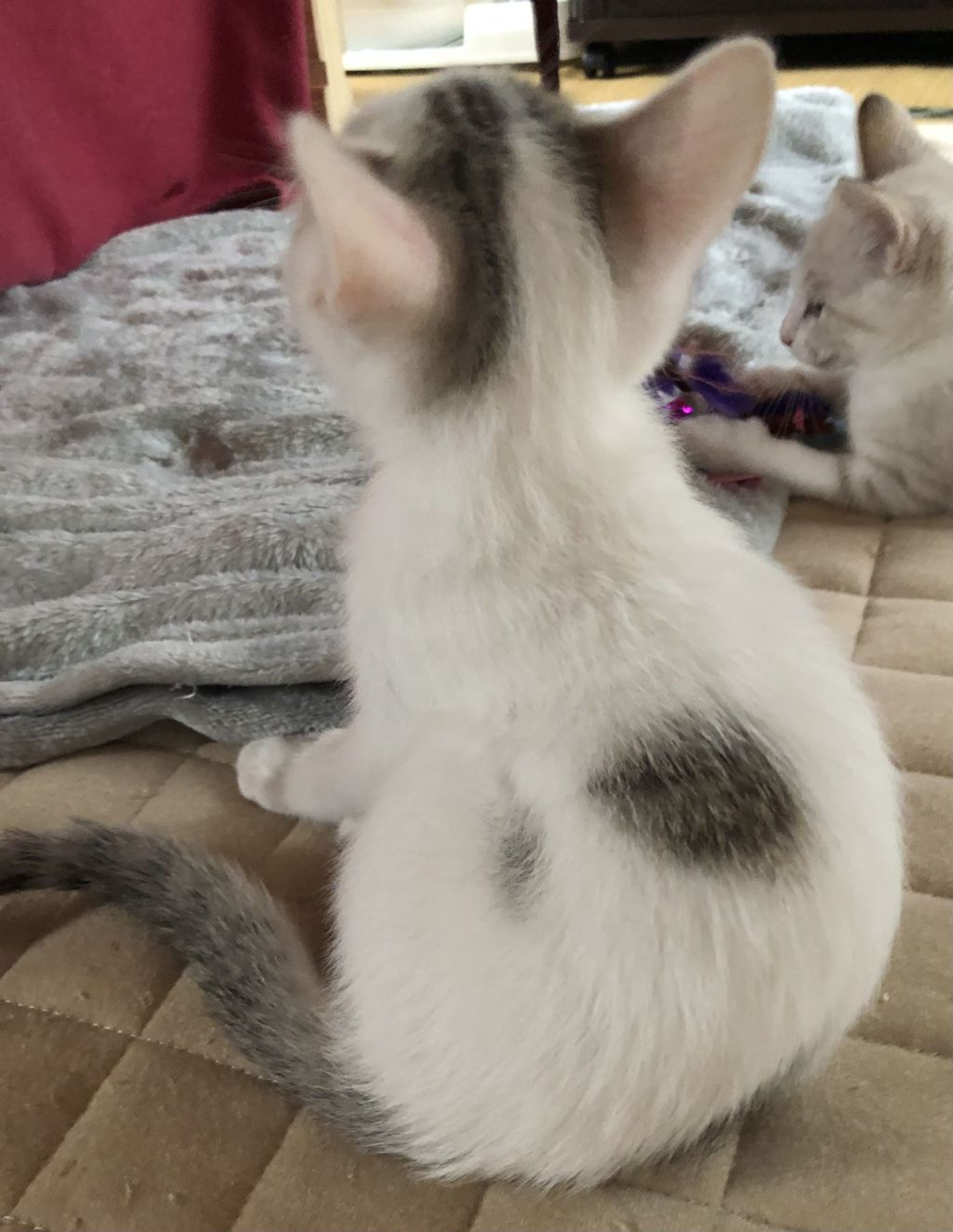 pet-image-3
