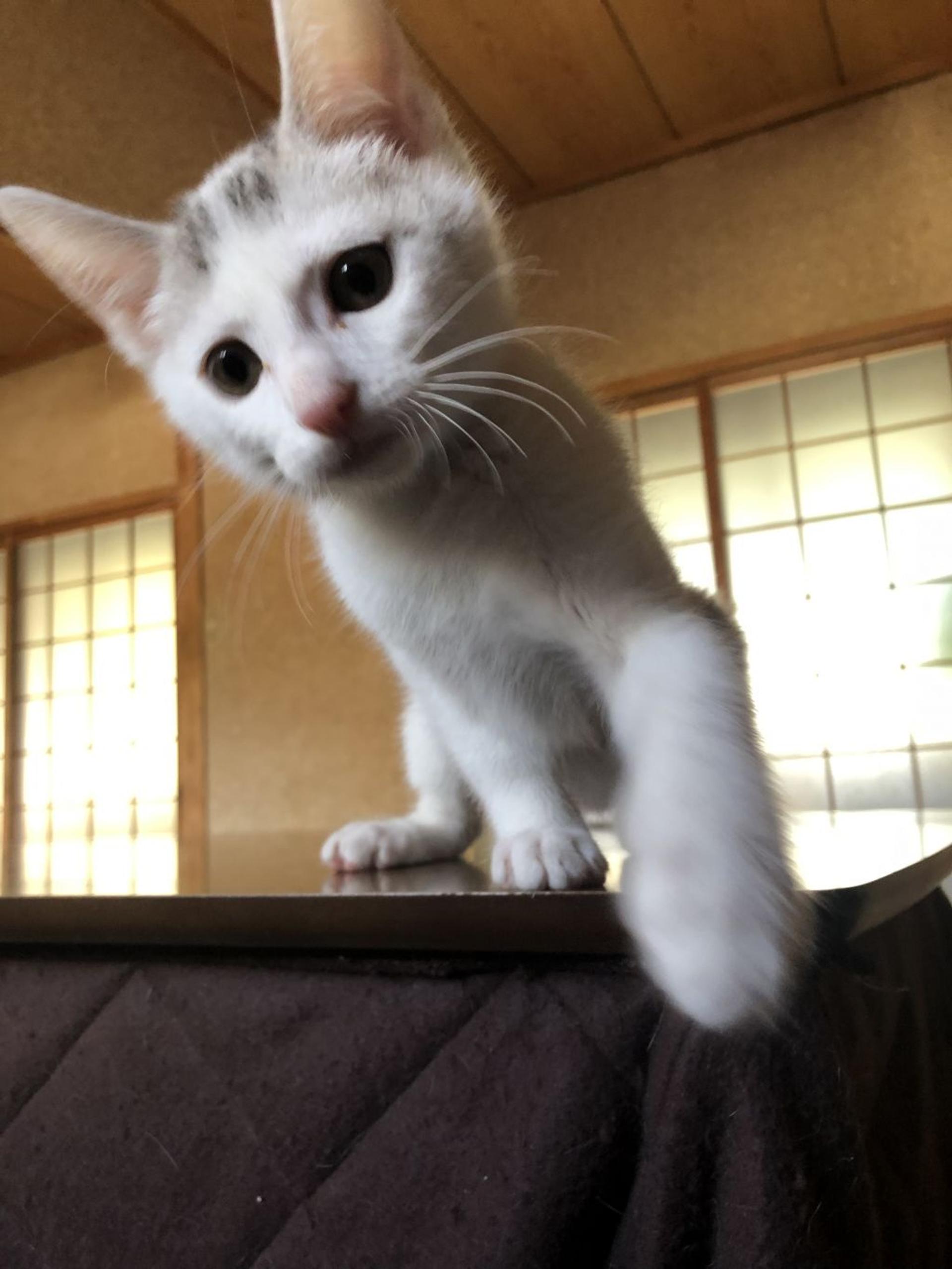 pet-image-4