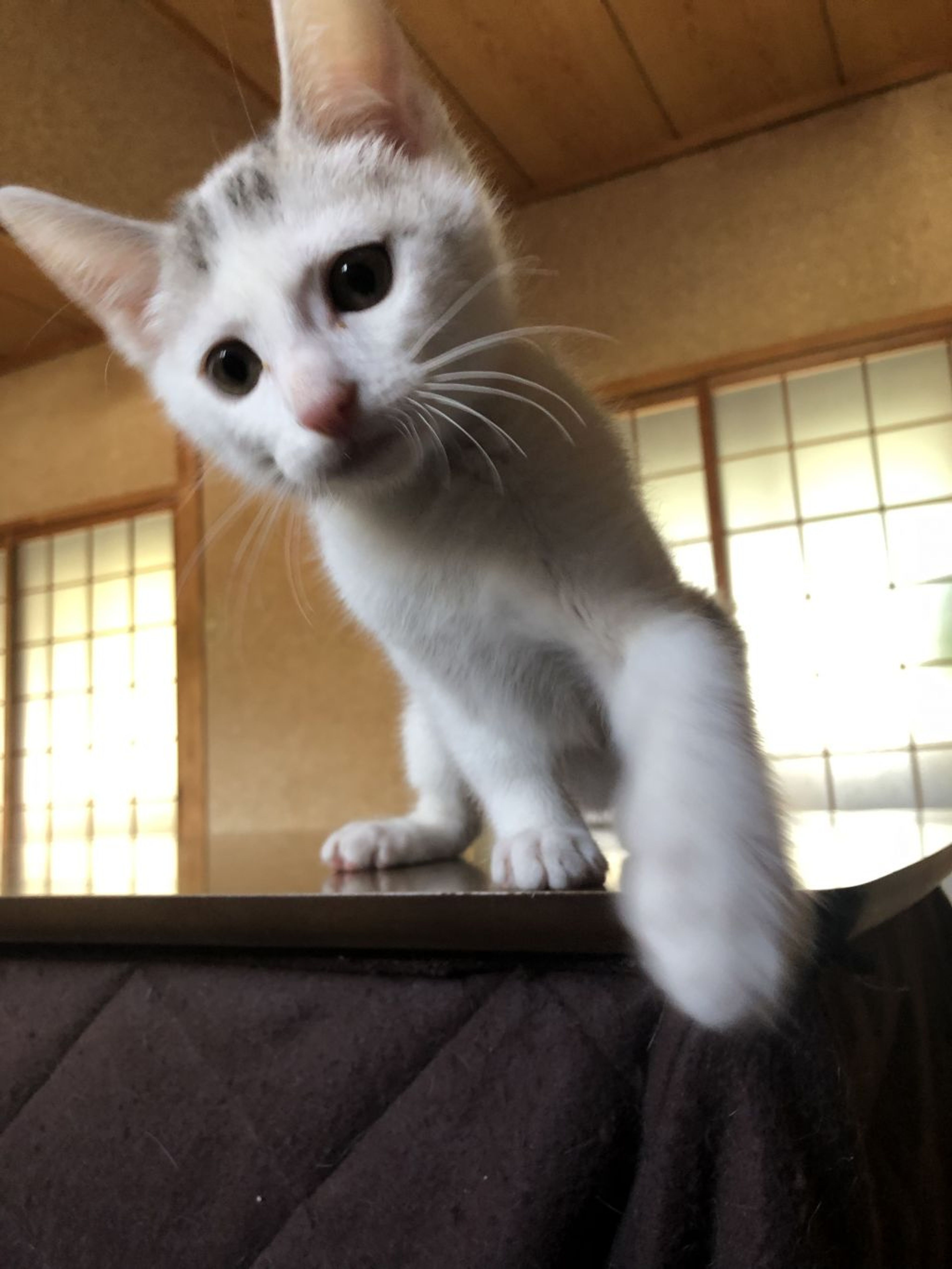 pet-image-4