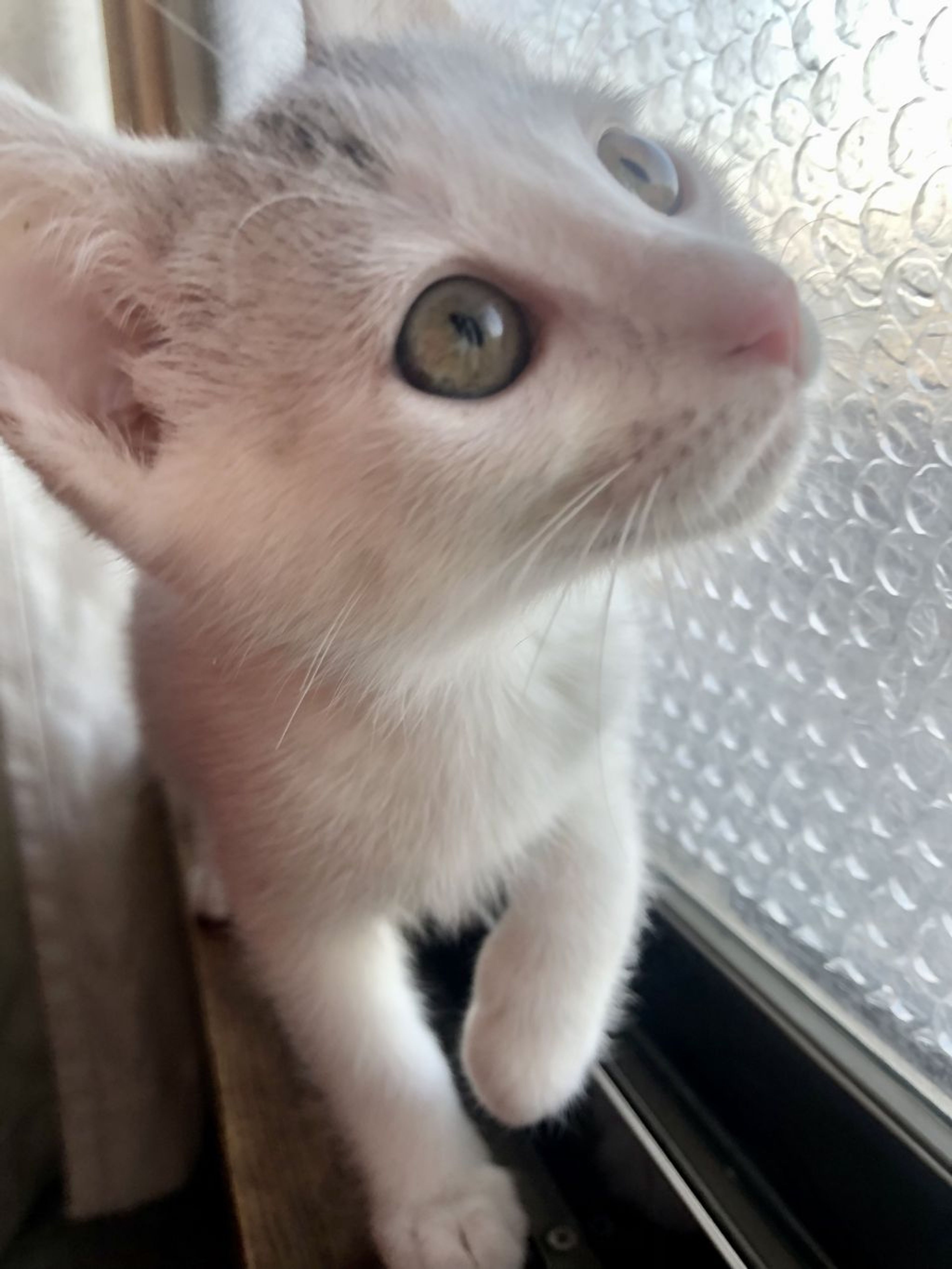 pet-image-6