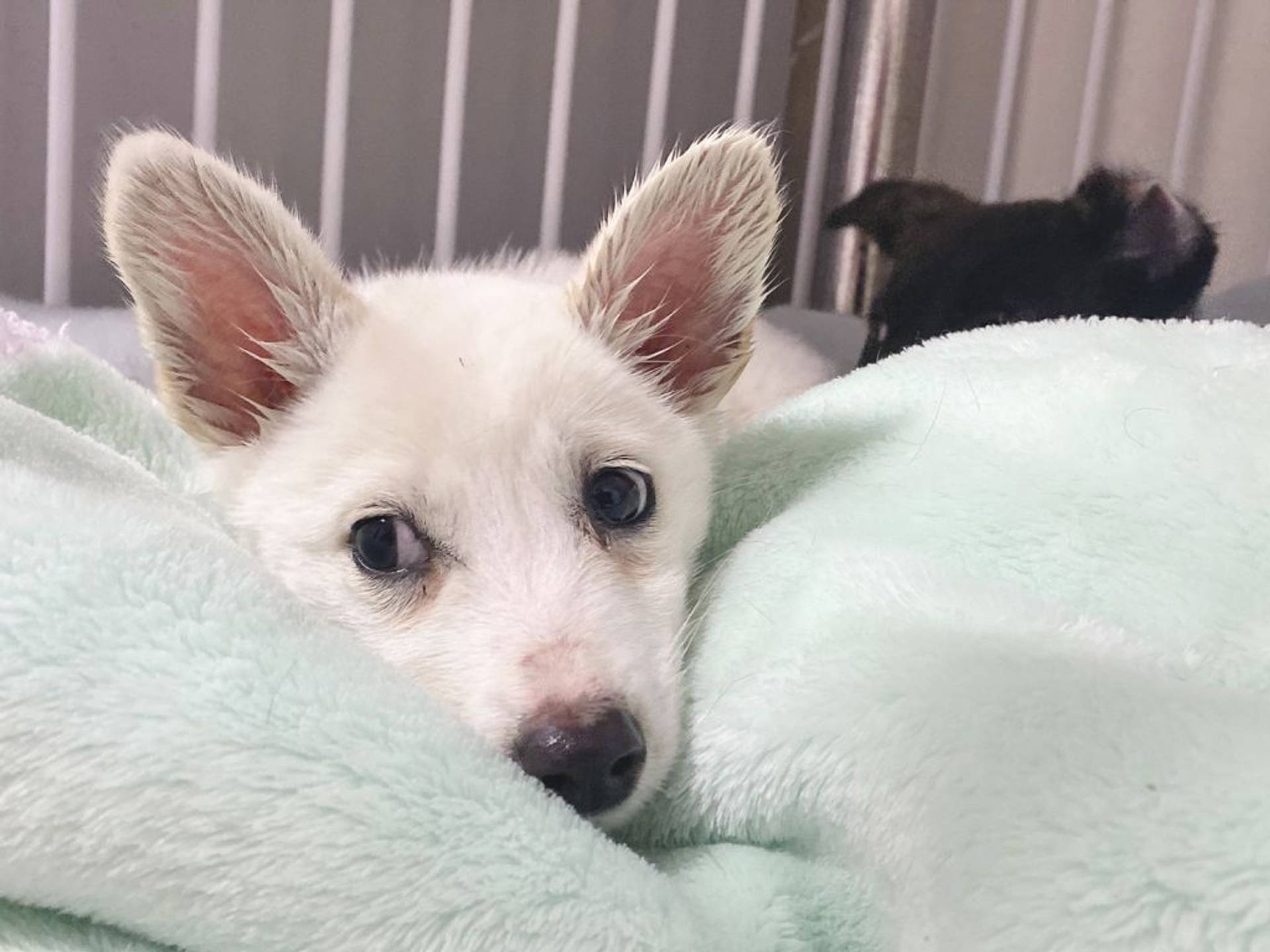 雑種（ミックス犬）・メスの里親募集の写真