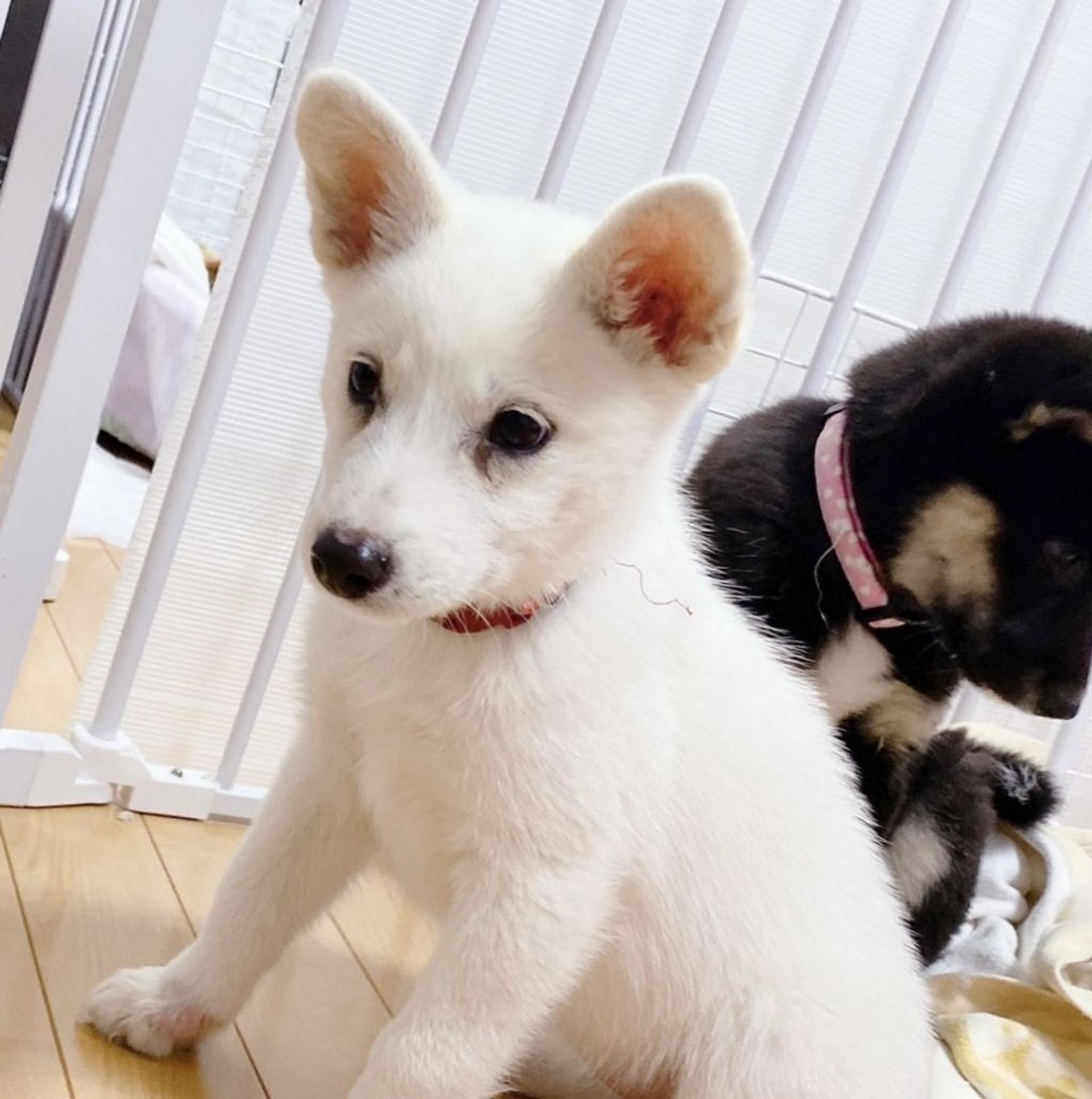 pet-image-2