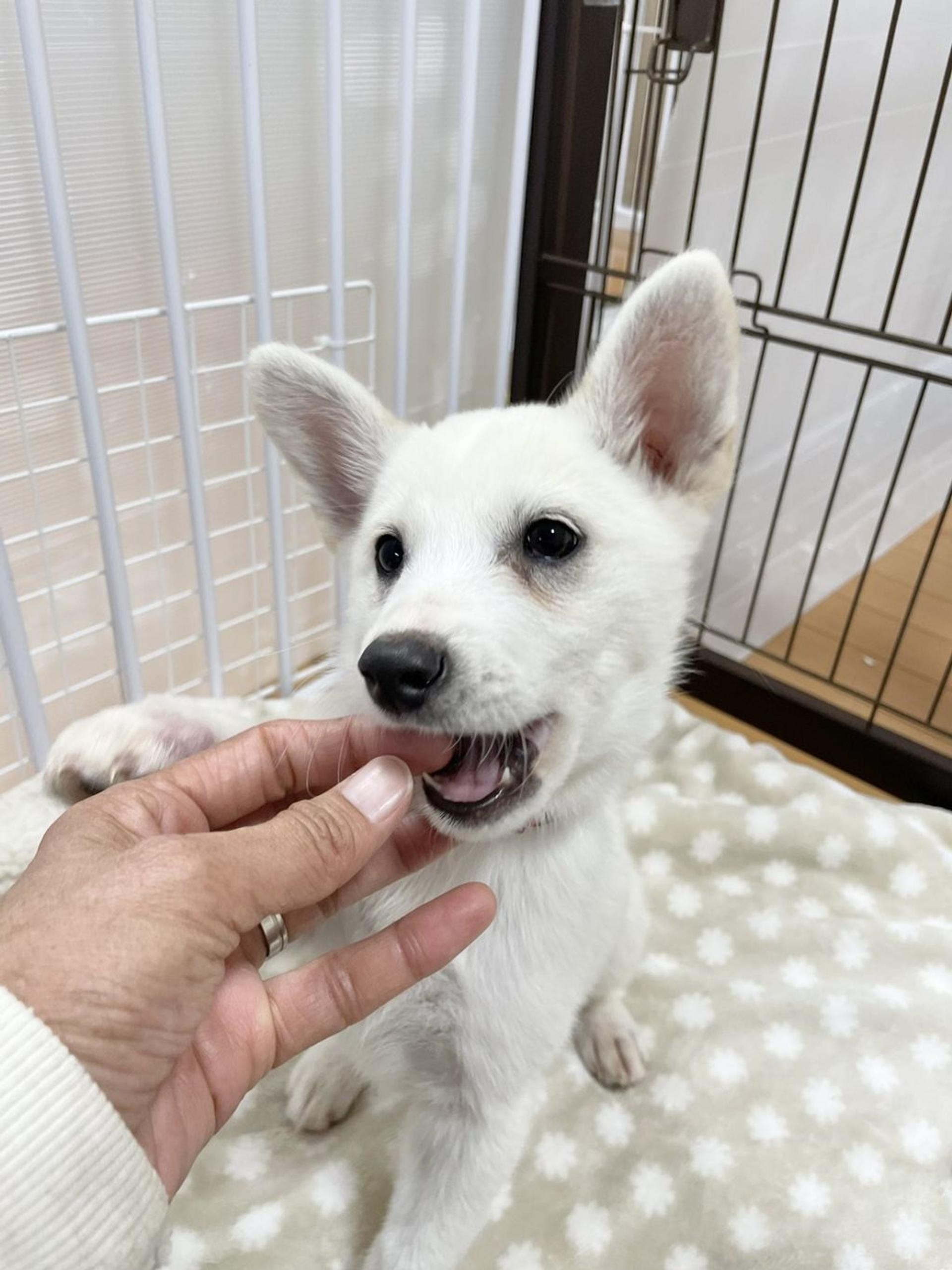pet-image-4